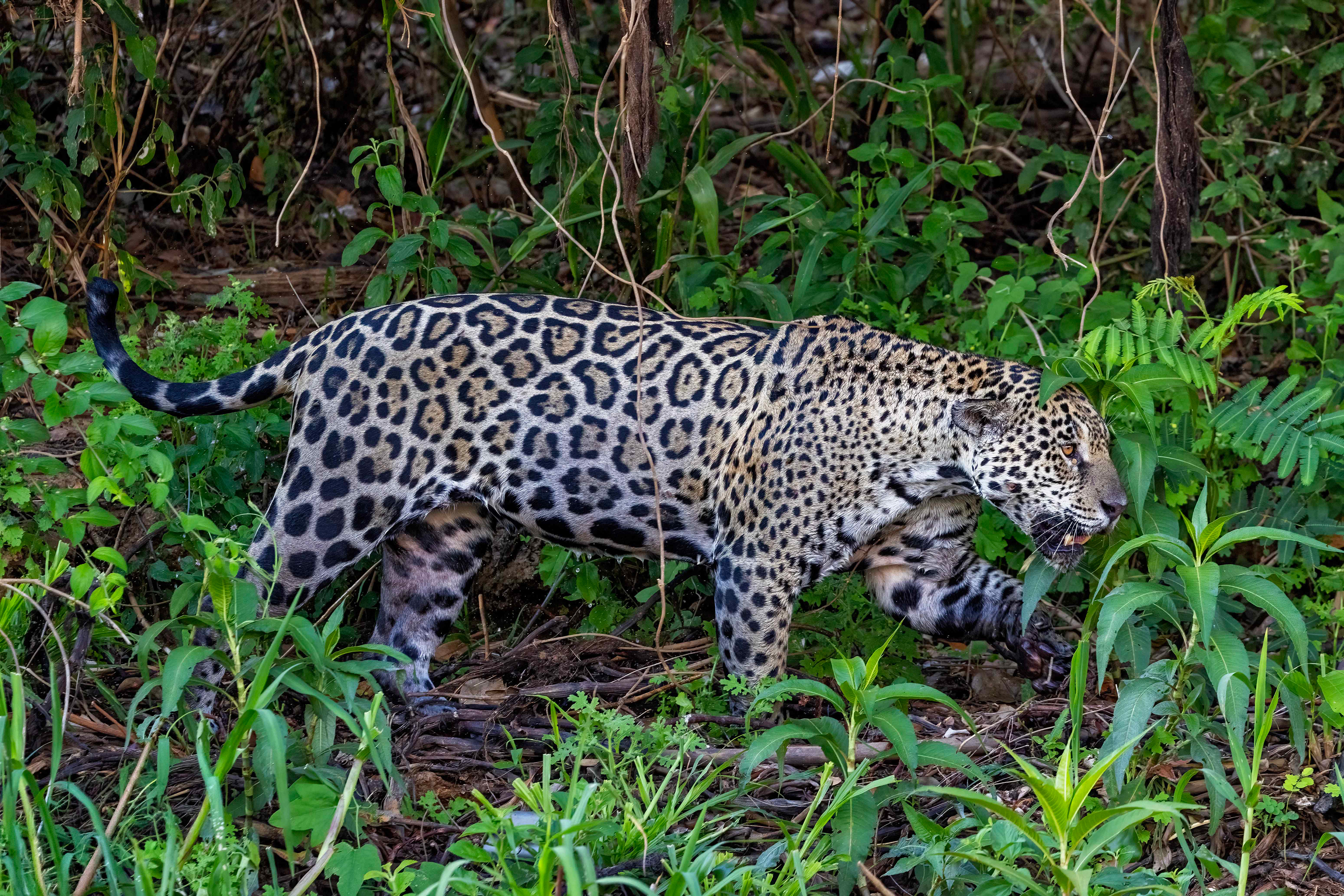 Male jaguar