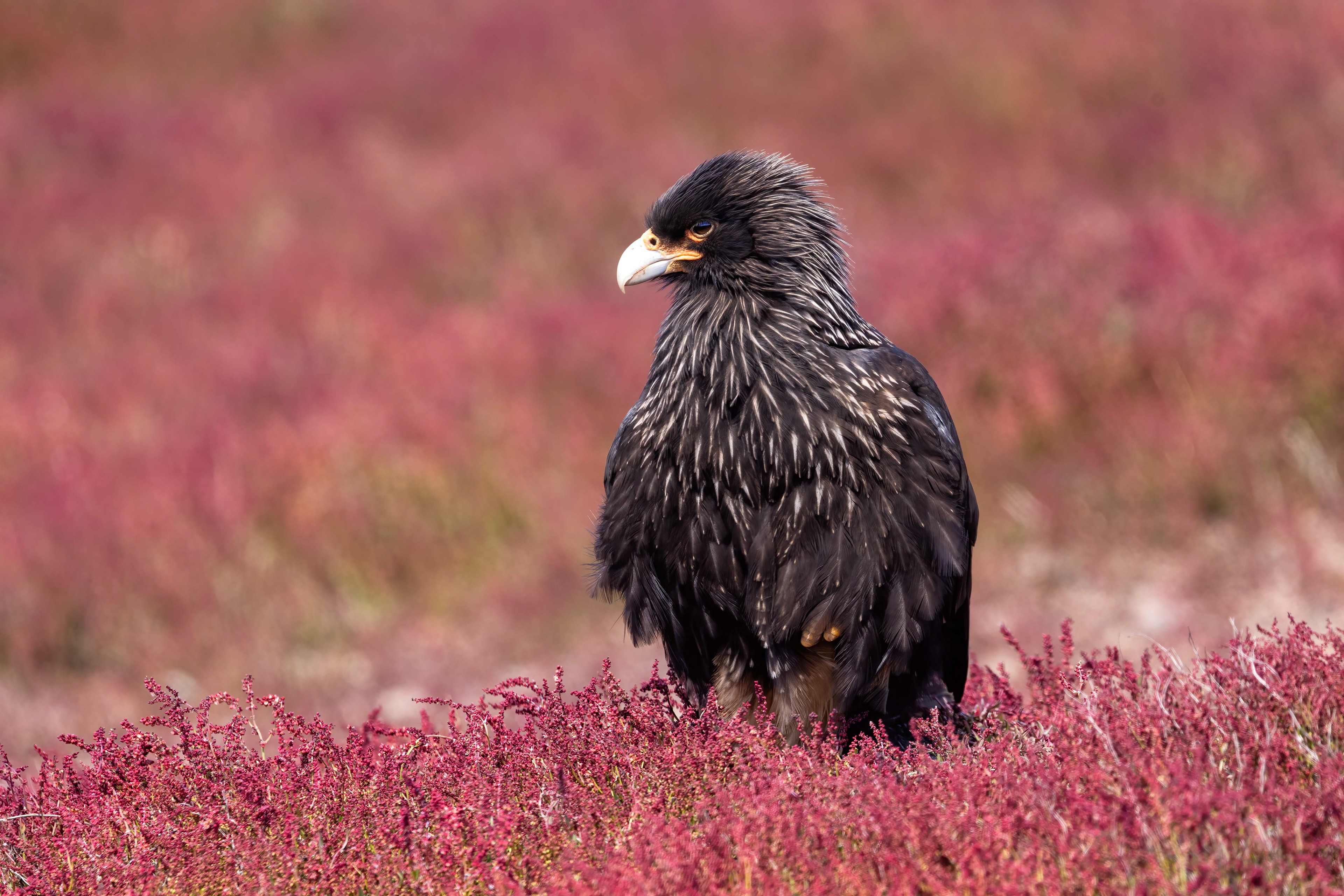 Striated Caracara - Falklands