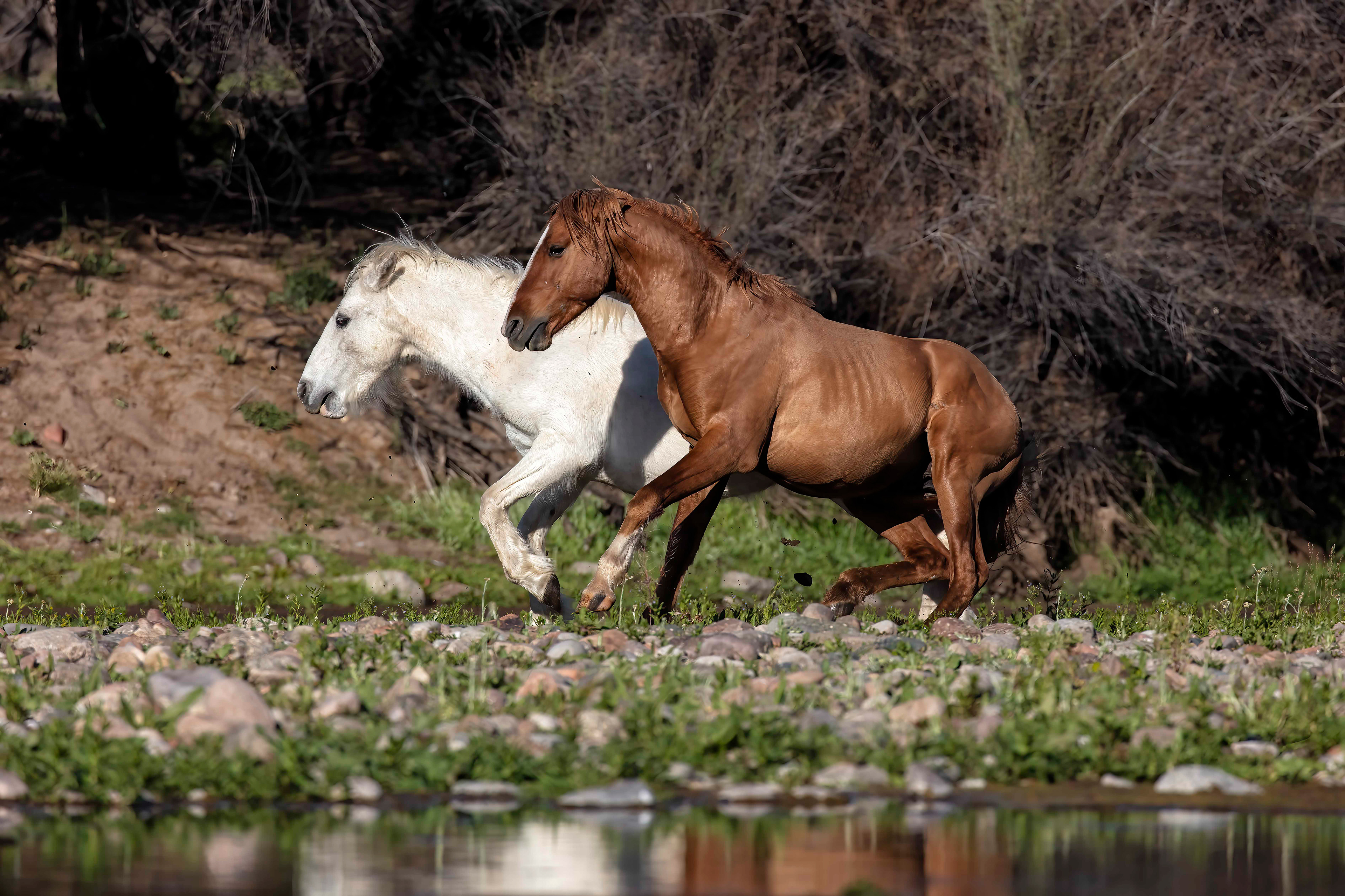 Wild Horses fighting
