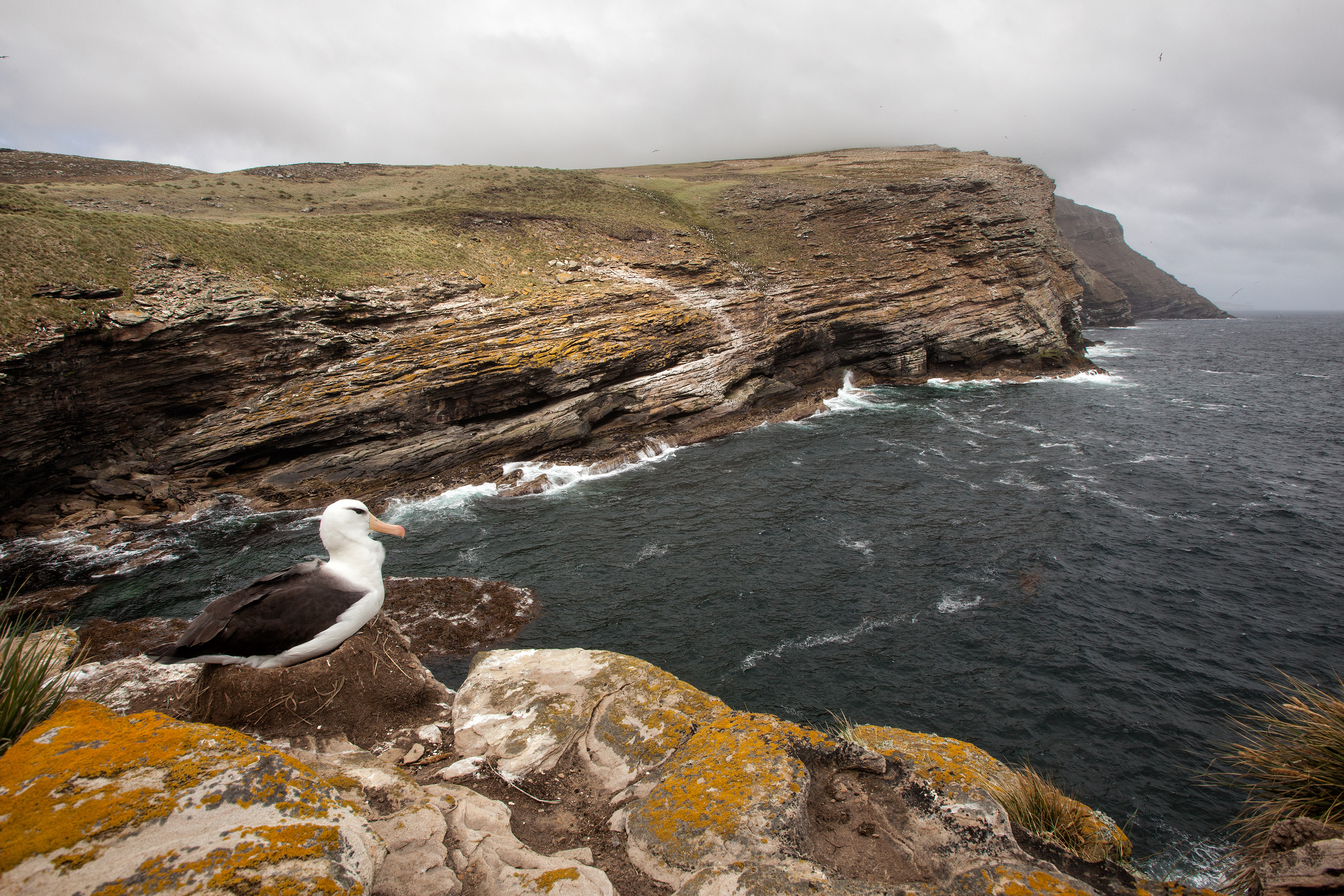 Black-browed Albatross overlooking an impressive coastline - Falklands
