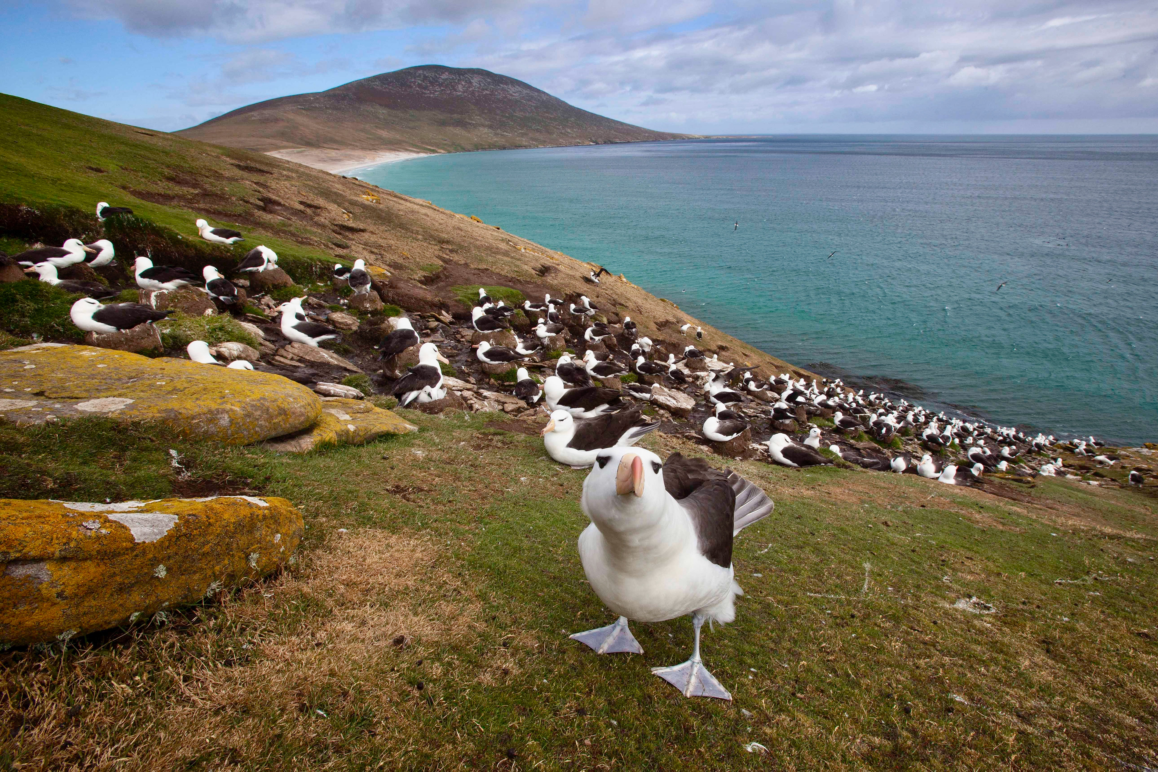 Making friends at the Albatross colony on Saunders Island - Falklands