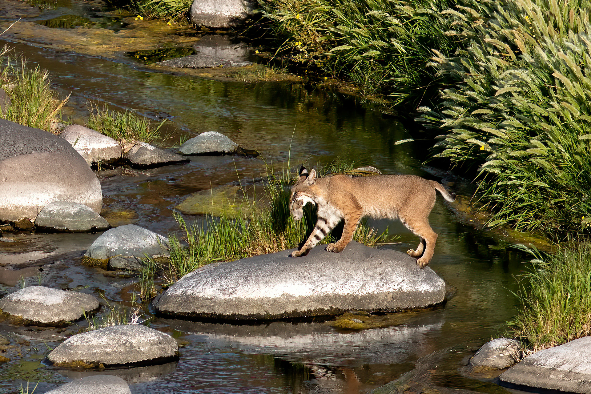 Female Bobcat with rodent - RM