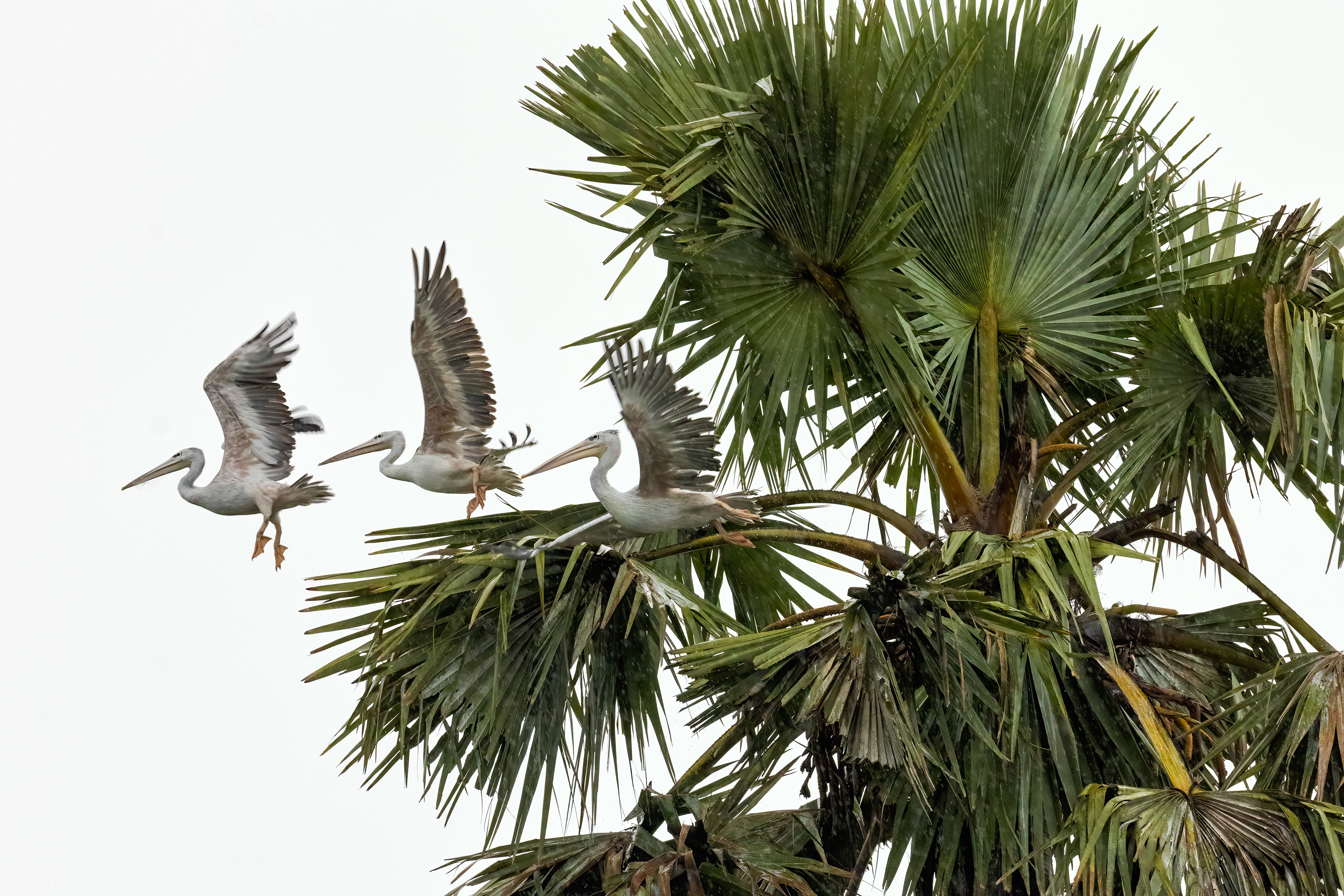 Great White Pelicans roosting at the edge of Lake Albert, Uganda