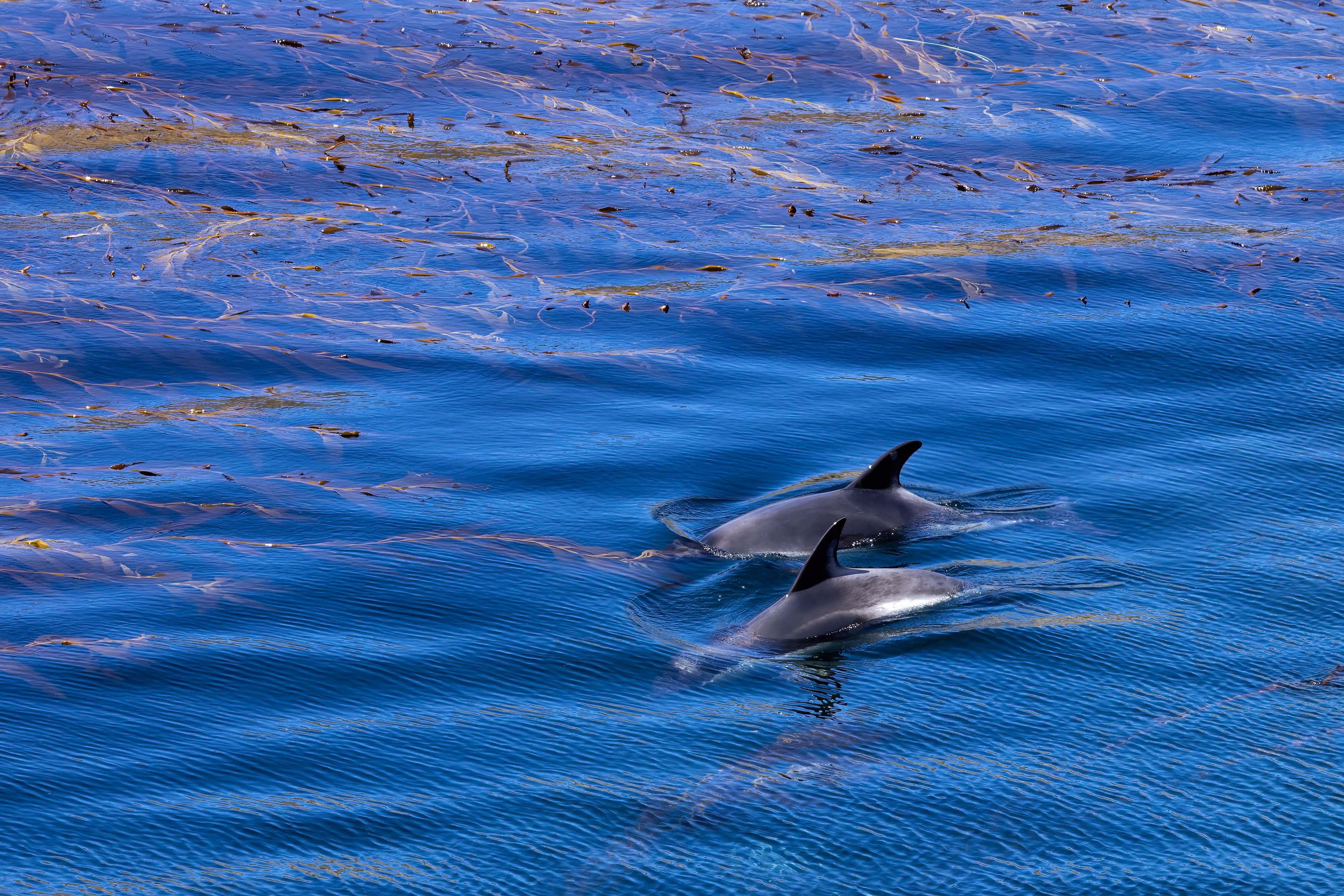 Peales Dolphins hunting in the kelp off New island - Falklands