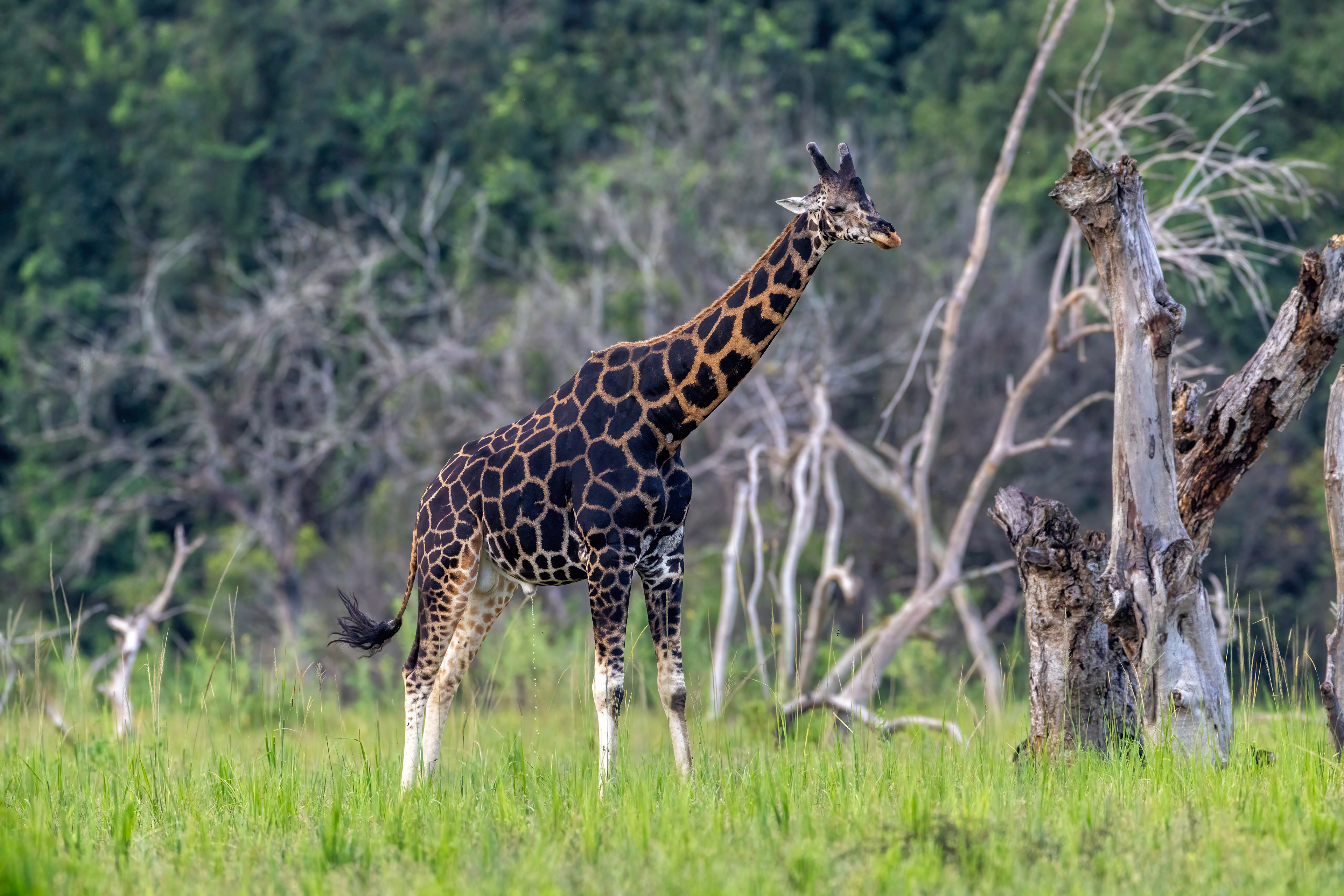 Reticulated Giraffe - Murchison Falls National Park - Uganda