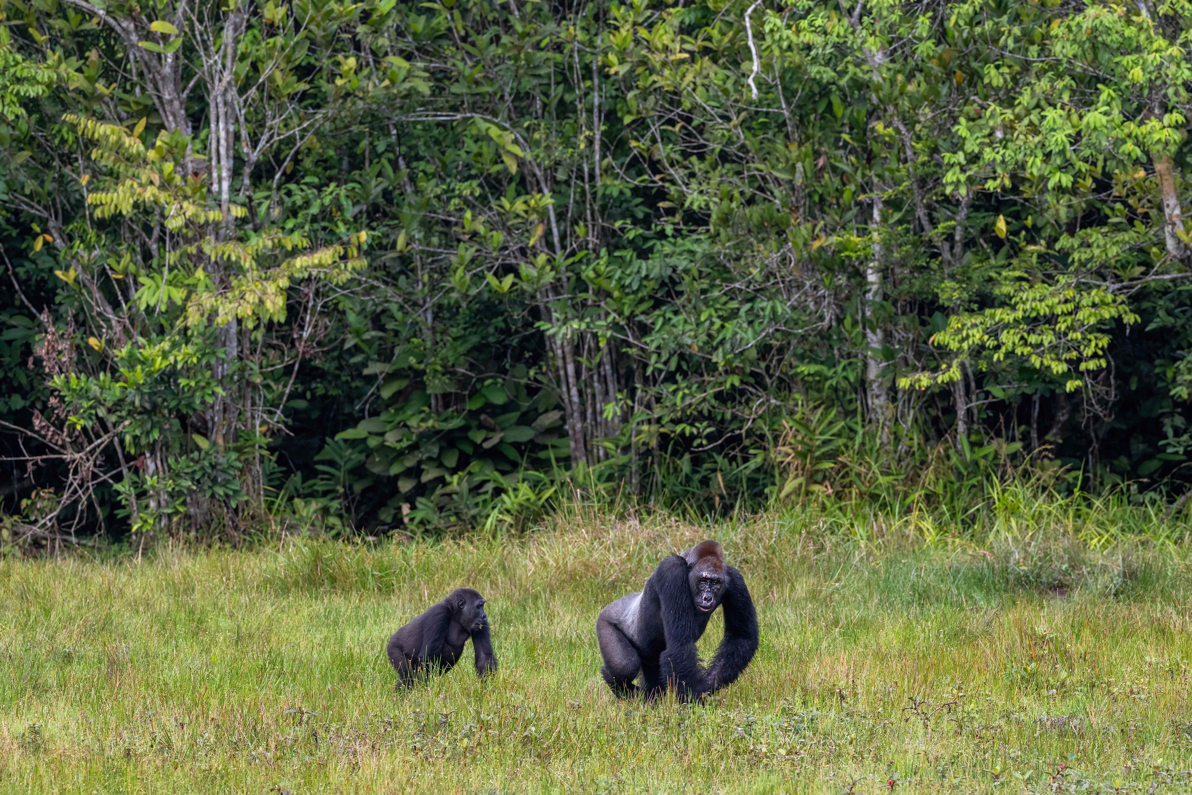 Western Lowland Silverback and female Gorilla - Odzala, Republic of Congo