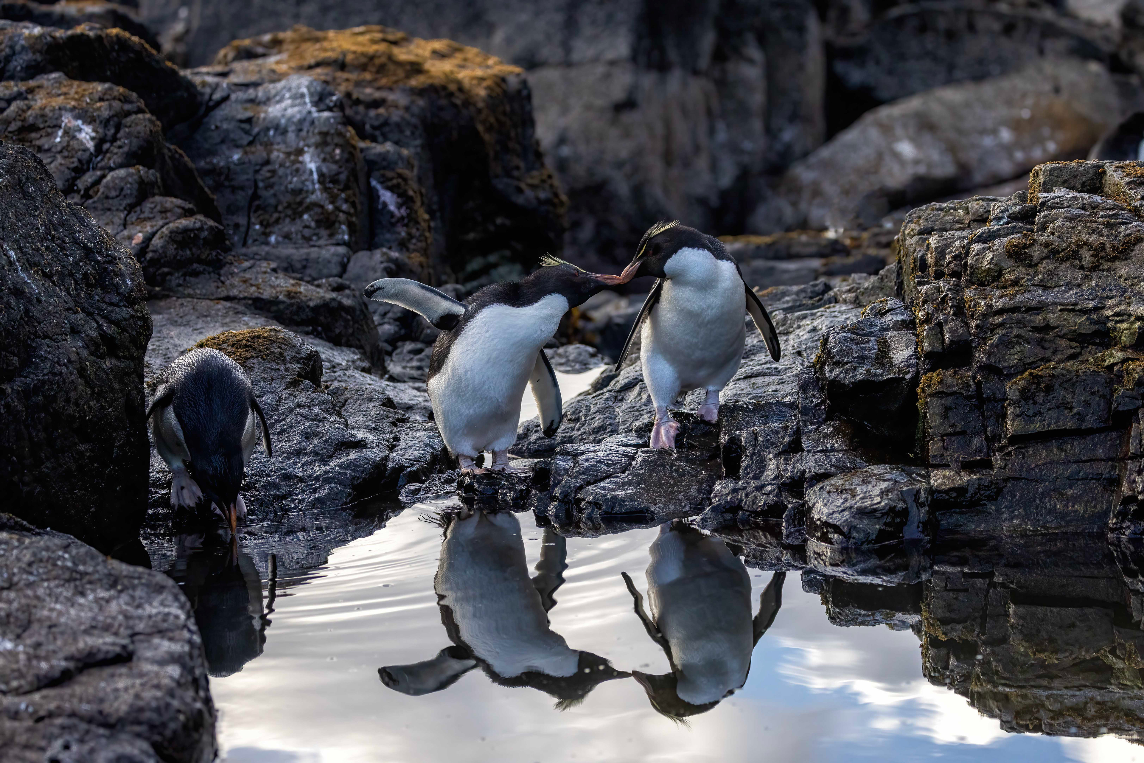 Southern Rockhoppers on a calm evening - Falklands - RM