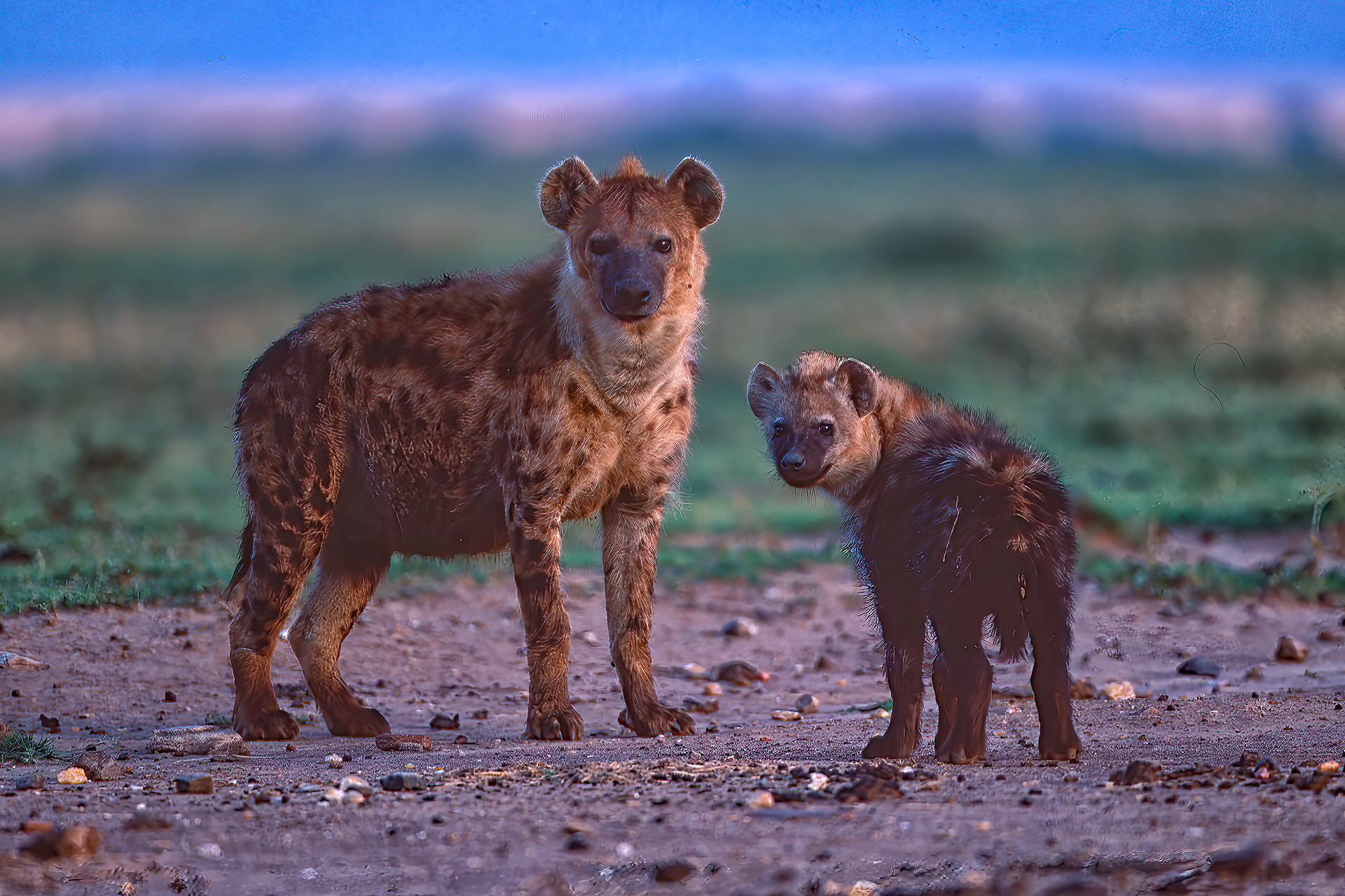 Spotted Hyena with cub - Nakuru