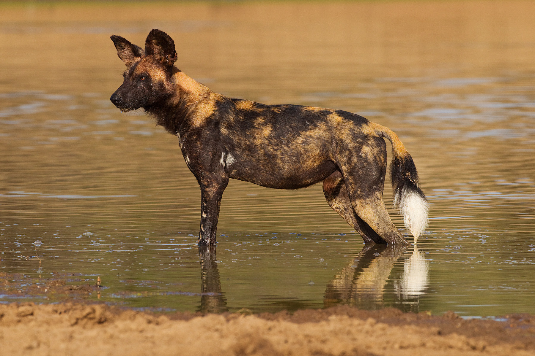 Africa Wild Dog - Kenya