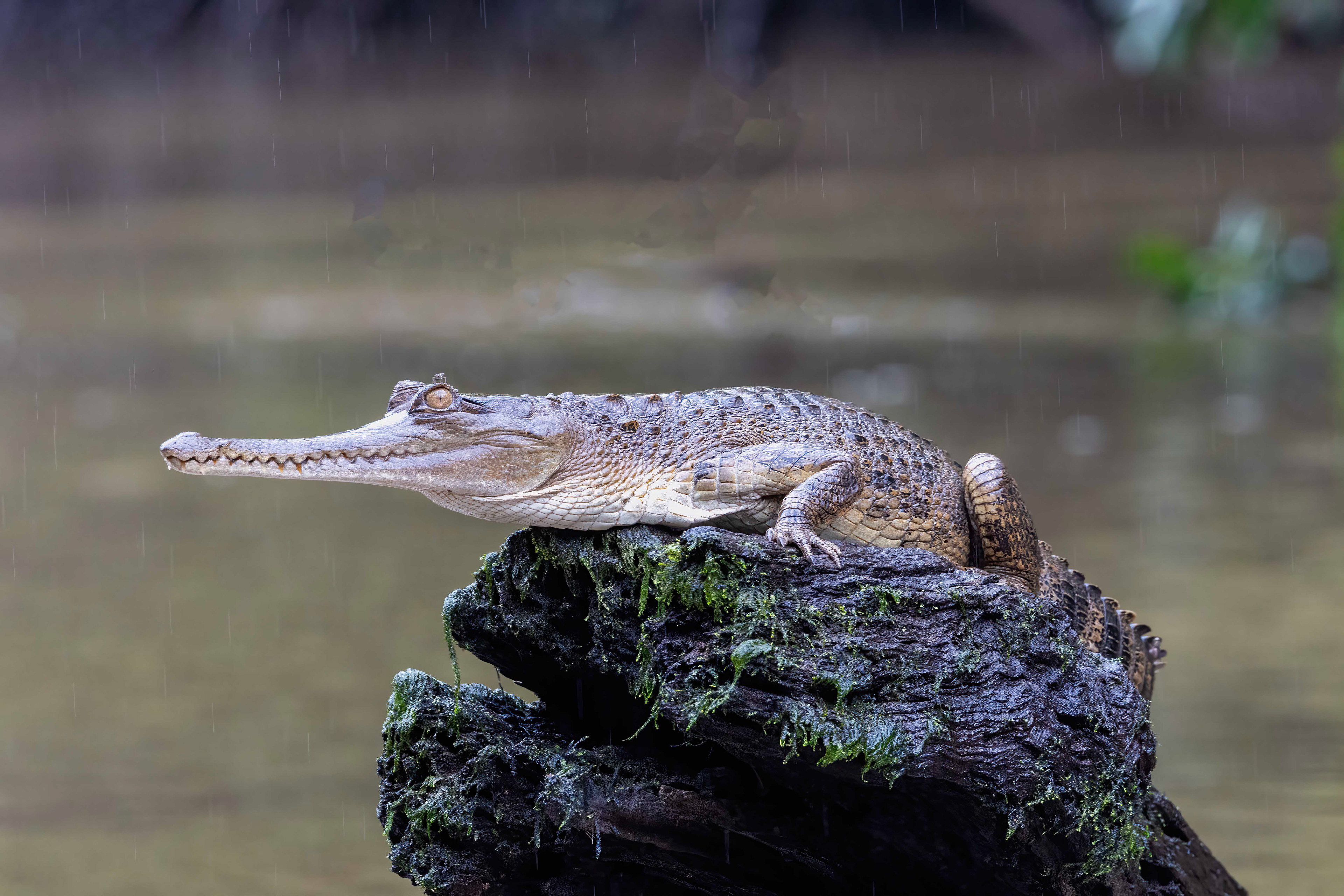 Slender-nosed Crocodile - Odzala, Republic of Congo