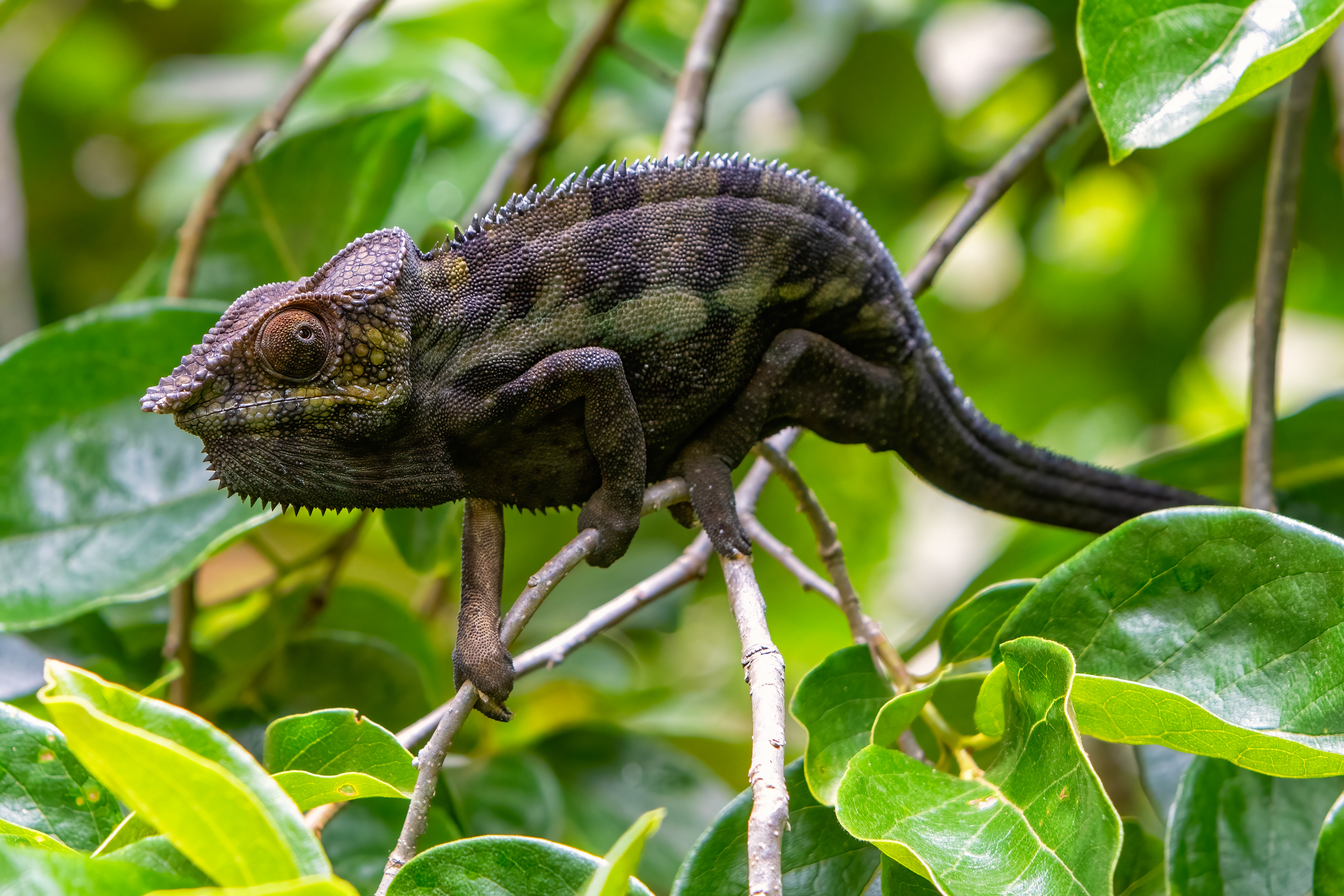 Panther Chameleon - Madagascar - RM