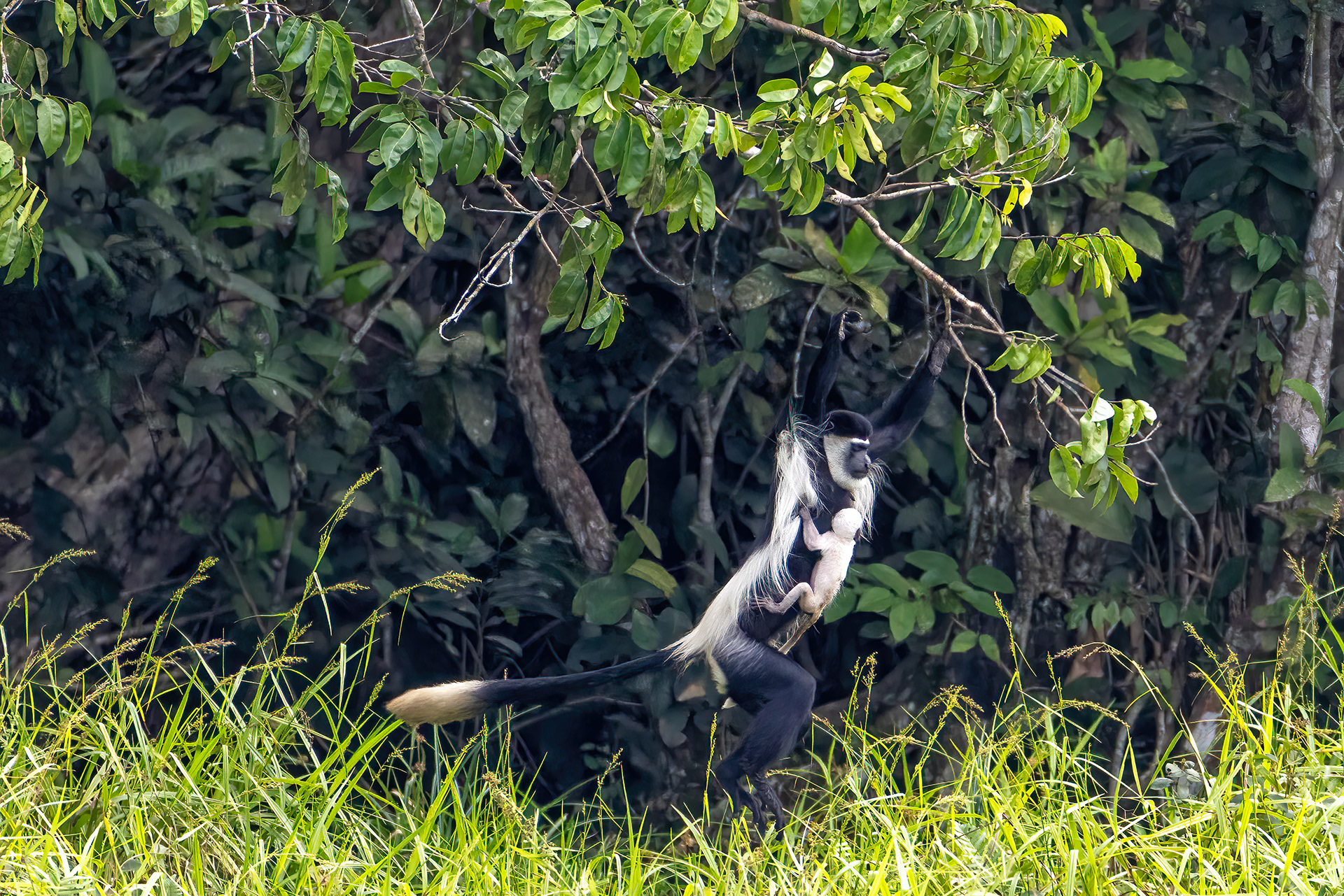 Black & White Colobus mother & baby - Odzala, Republic of Congo