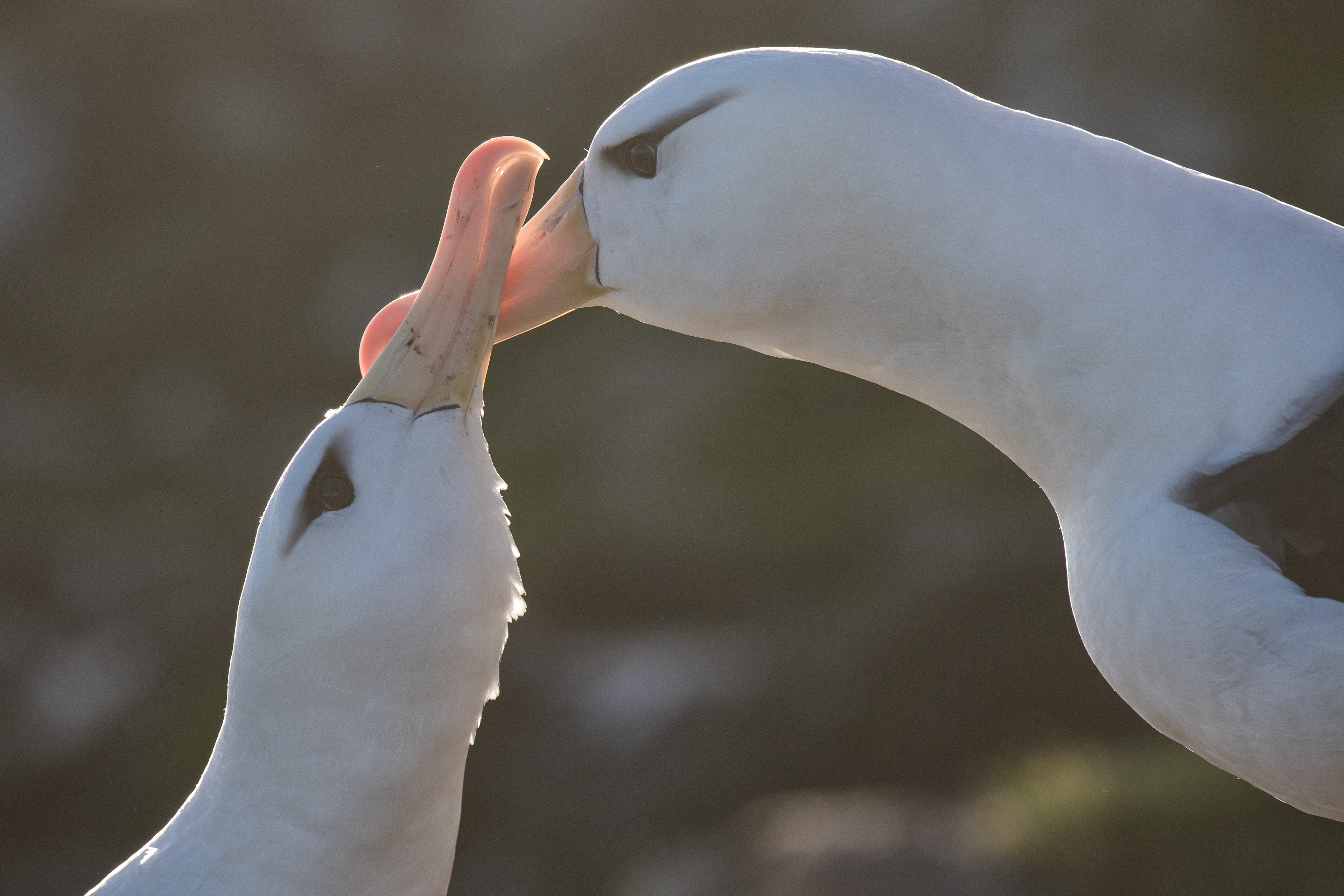 Black-browed Albatross courting - Falklands