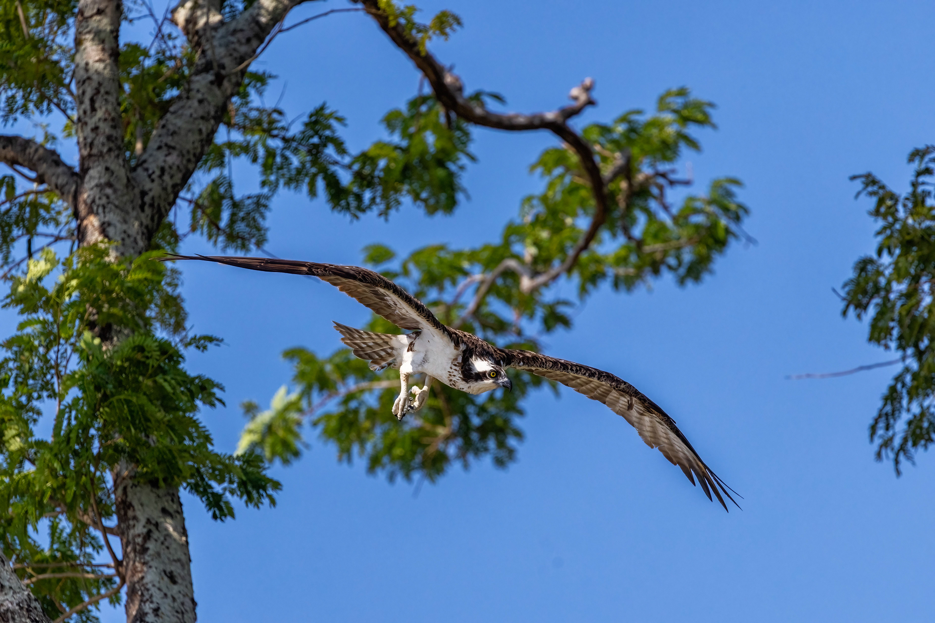 Osprey