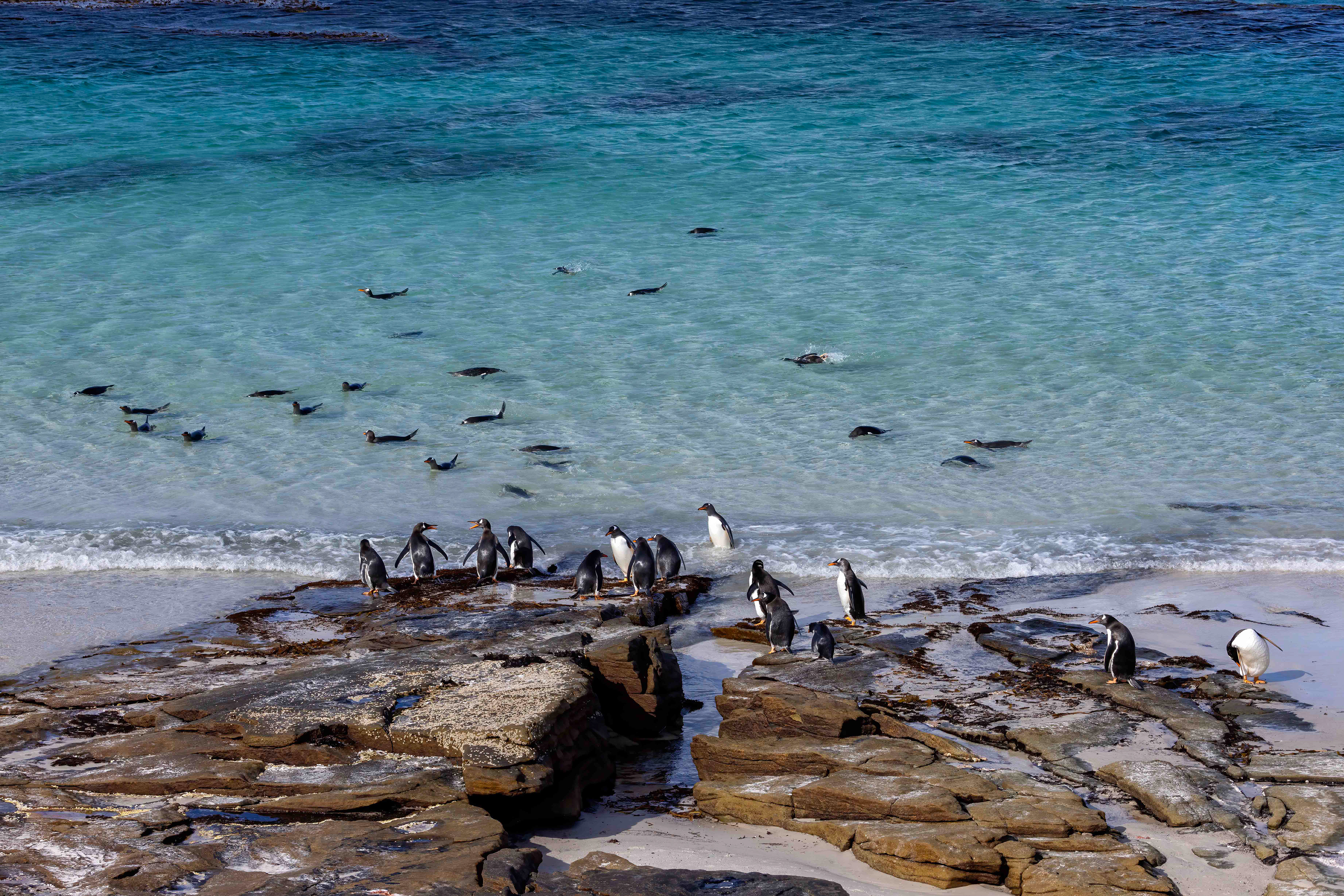 Gentoo Penguins playing in the shallows - Falklands