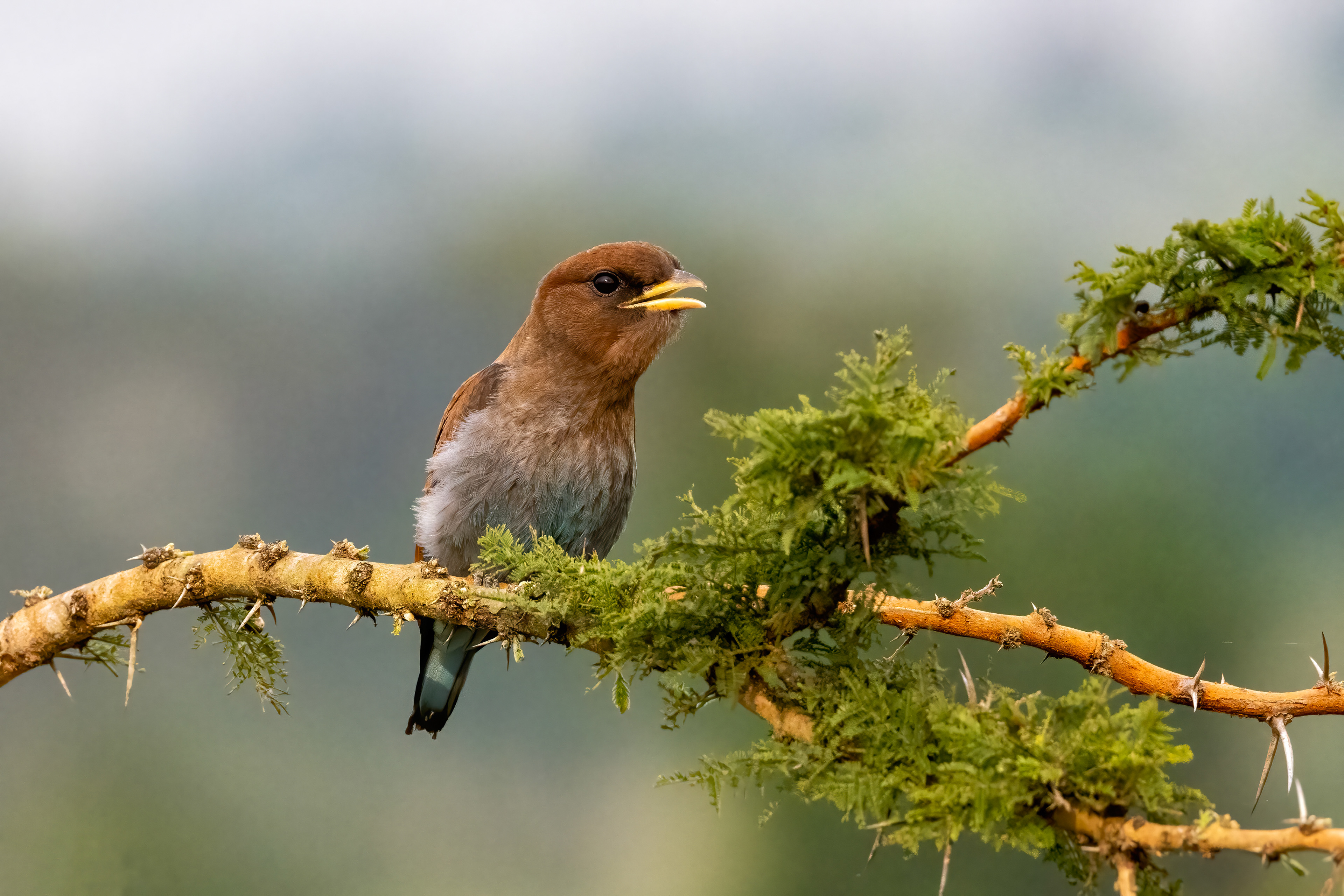 Broad-billed Roller - ishasha, Uganda - TM