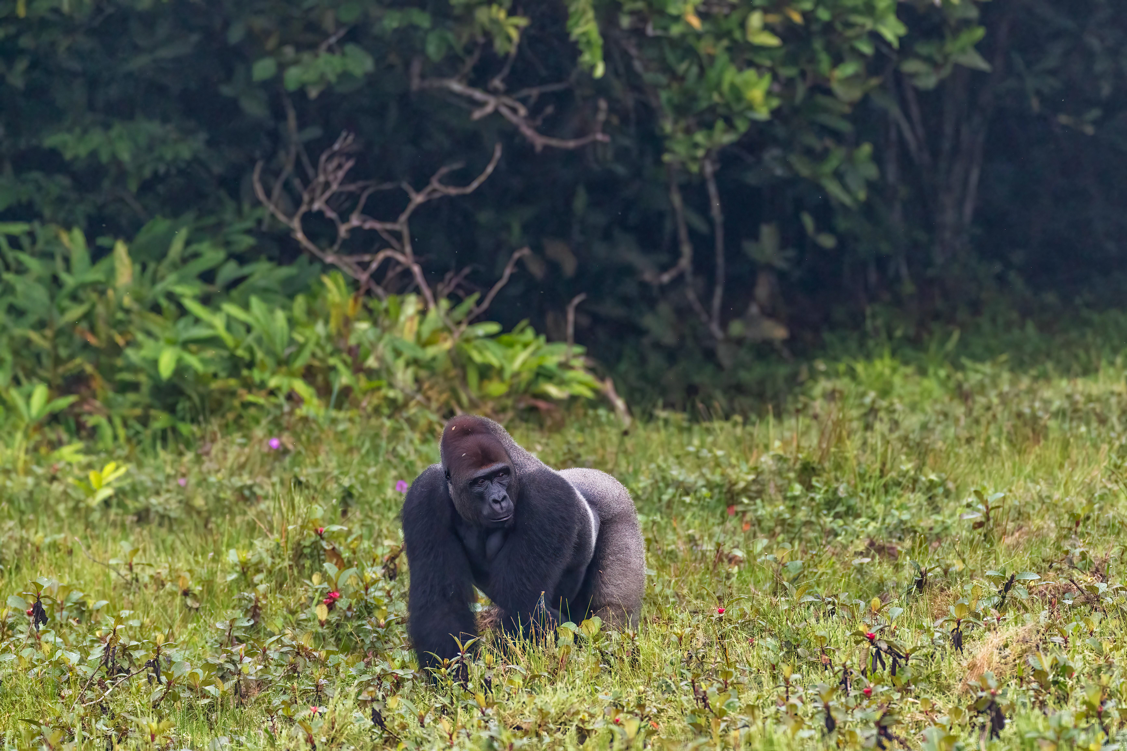 Western Lowland Gorilla Silverback - Odzala, Republic of Congo