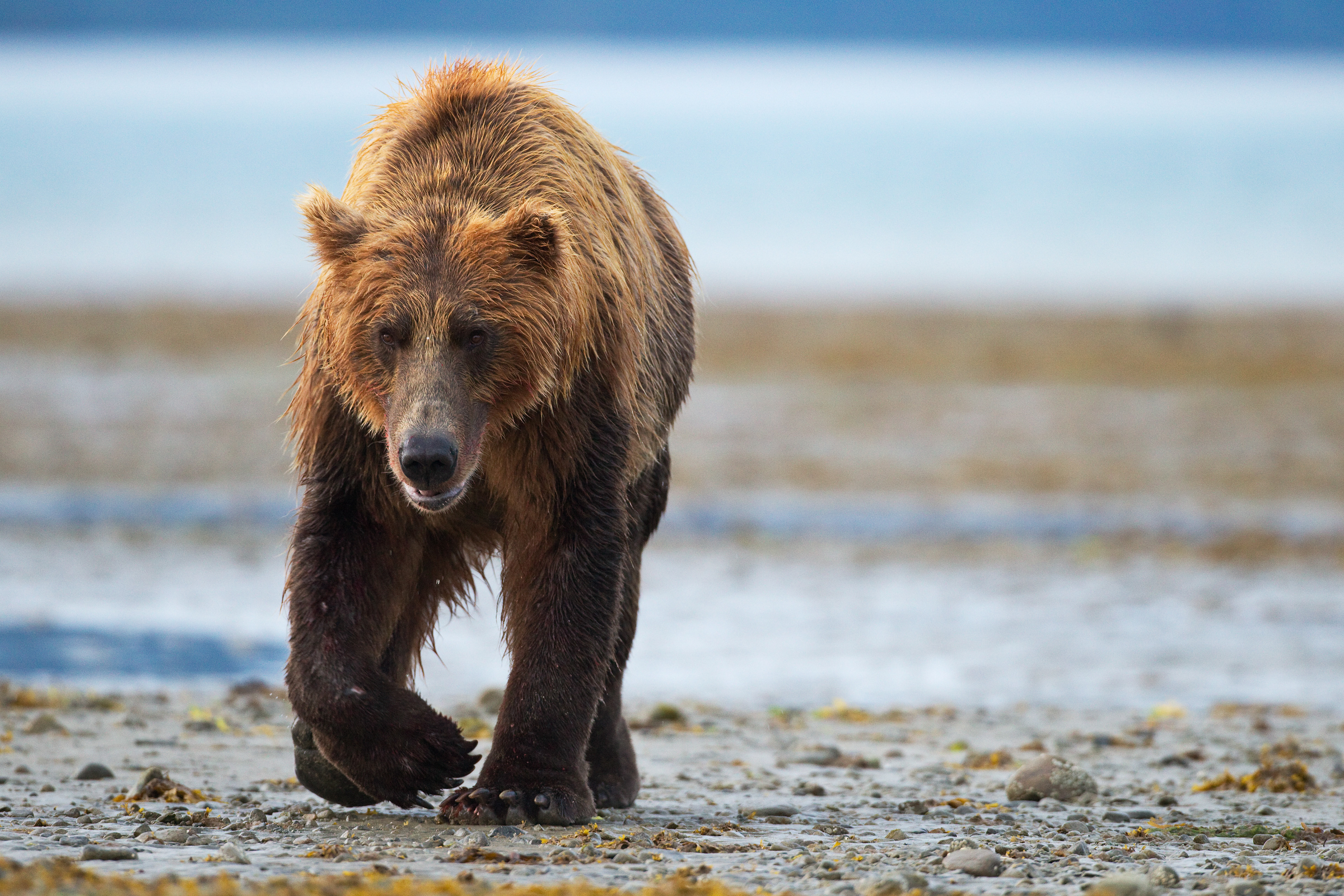 Grizzly Bear returning from the shoreline - Katmai Alaska