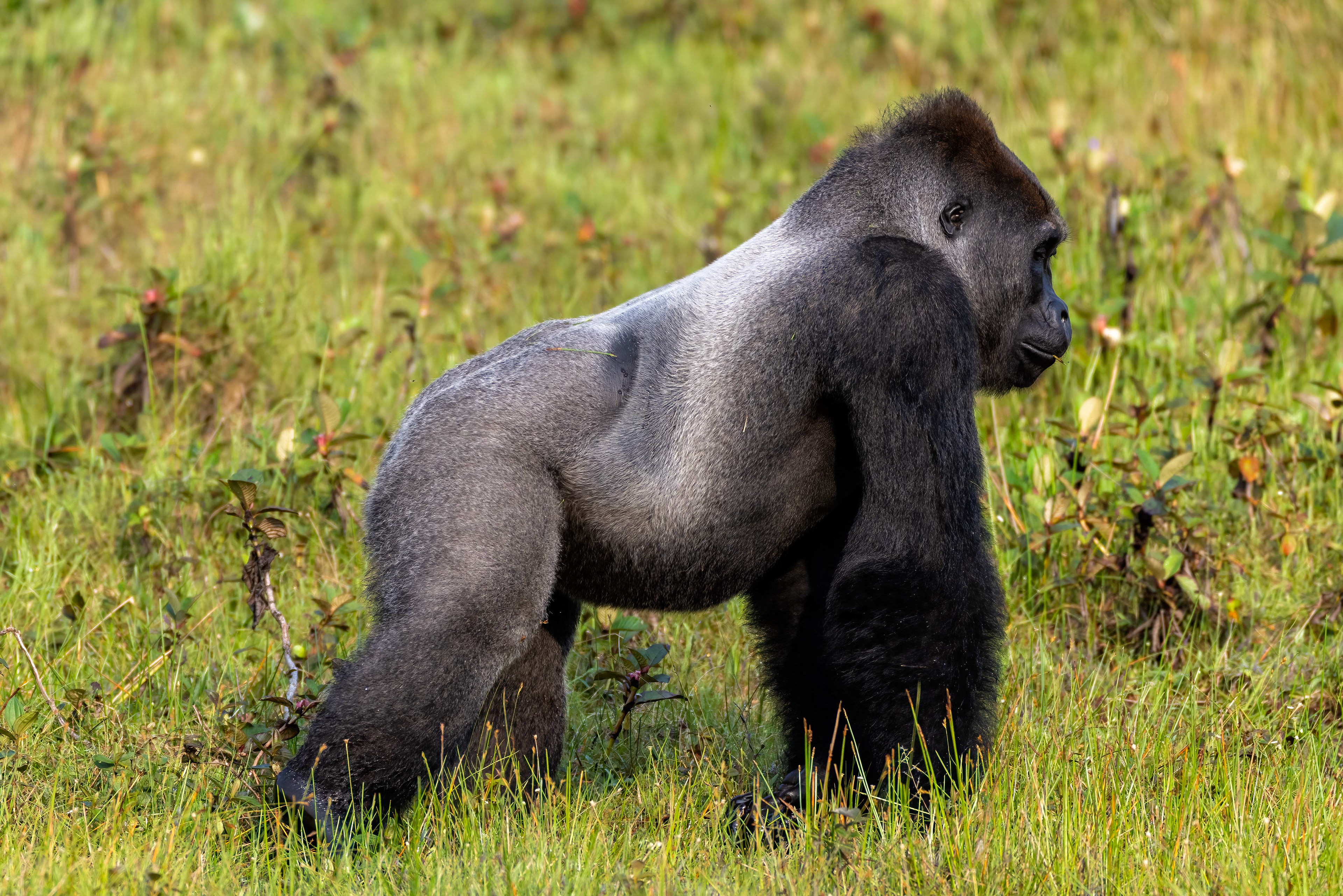 Wesrtn Lowland Silverback Gorilla - Odzala, Republic of Congo