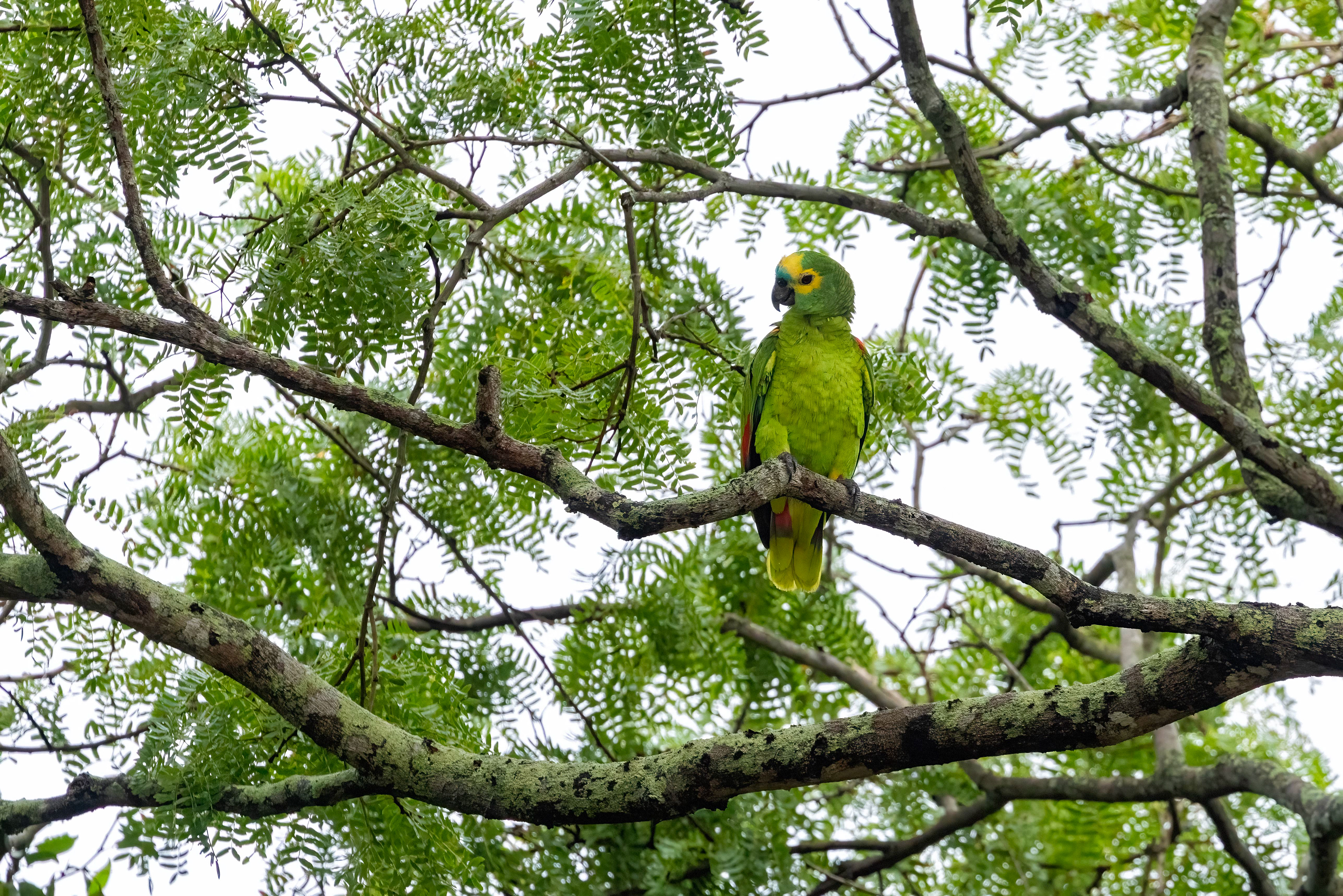 Blue-fronted Parrot