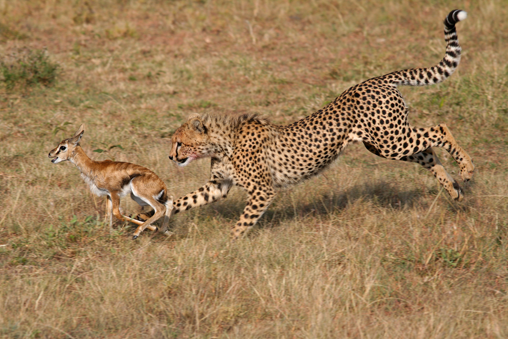 Young Cheetah learning to hunt - Masai Mara