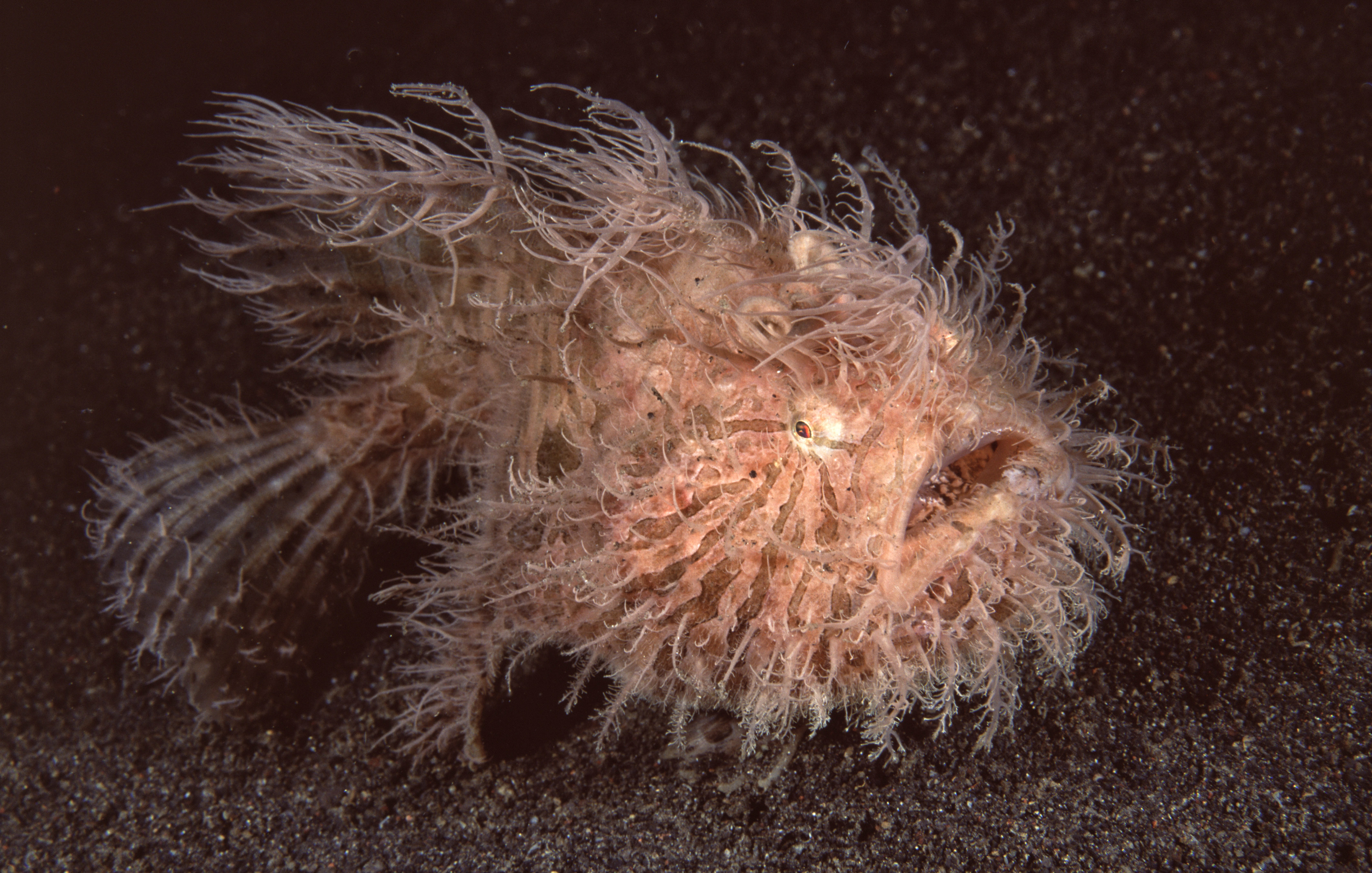Hairy Frogfish - Sulawesi, Indonesia