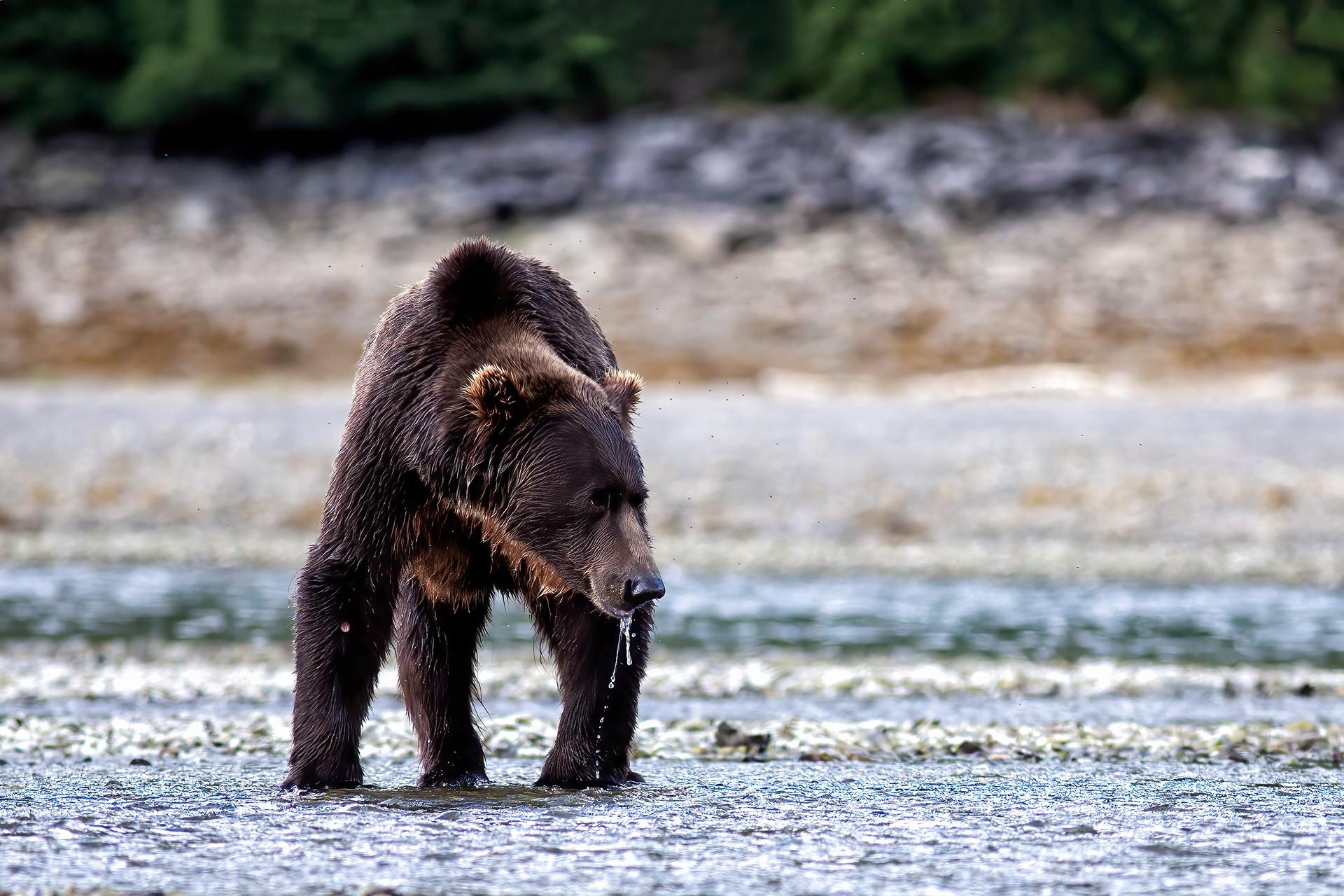 Grizzly Bear foraging on the shoreline - Katmai Alaska - RM