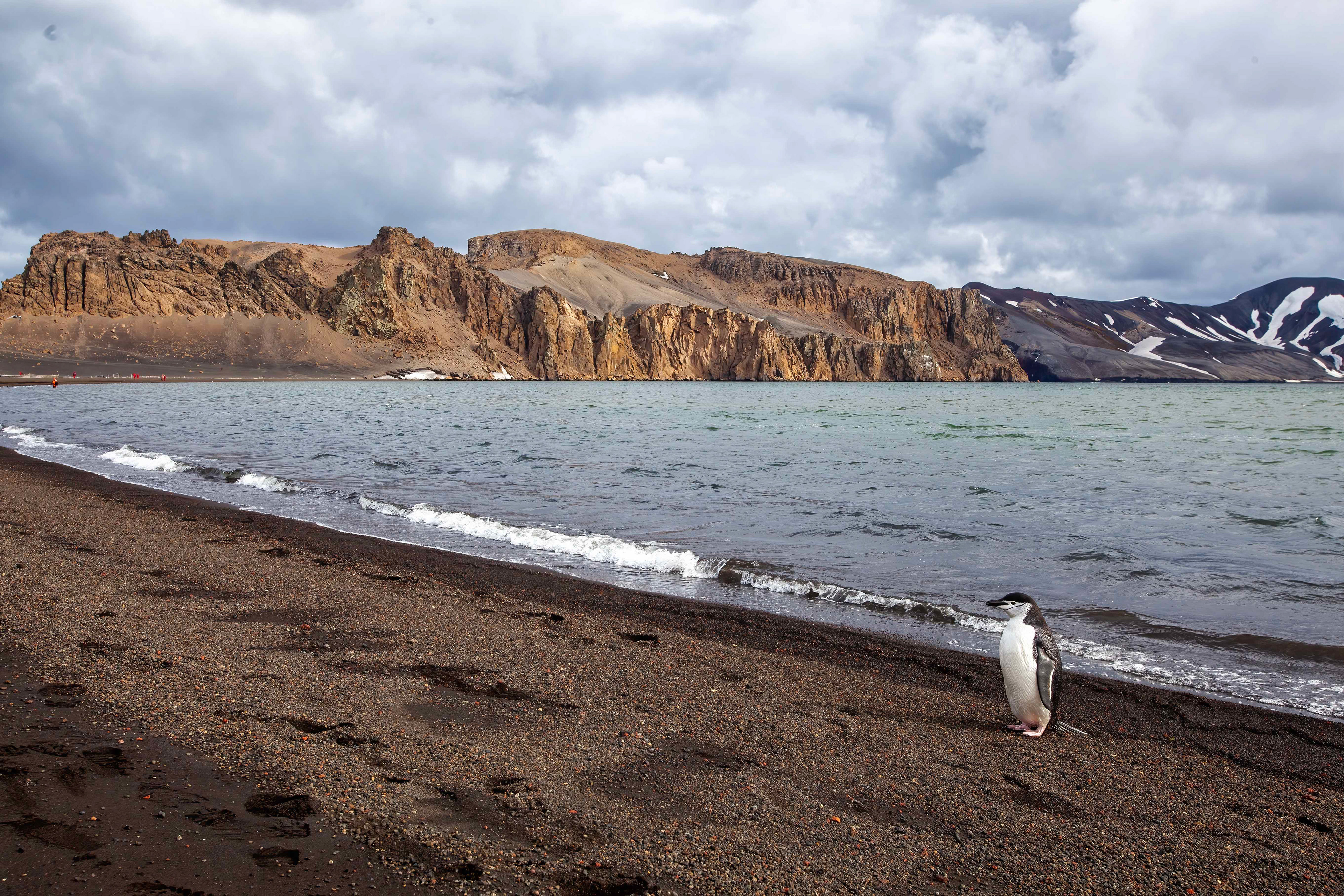 Chinstrap Penguin - Deception Island, Antarctica