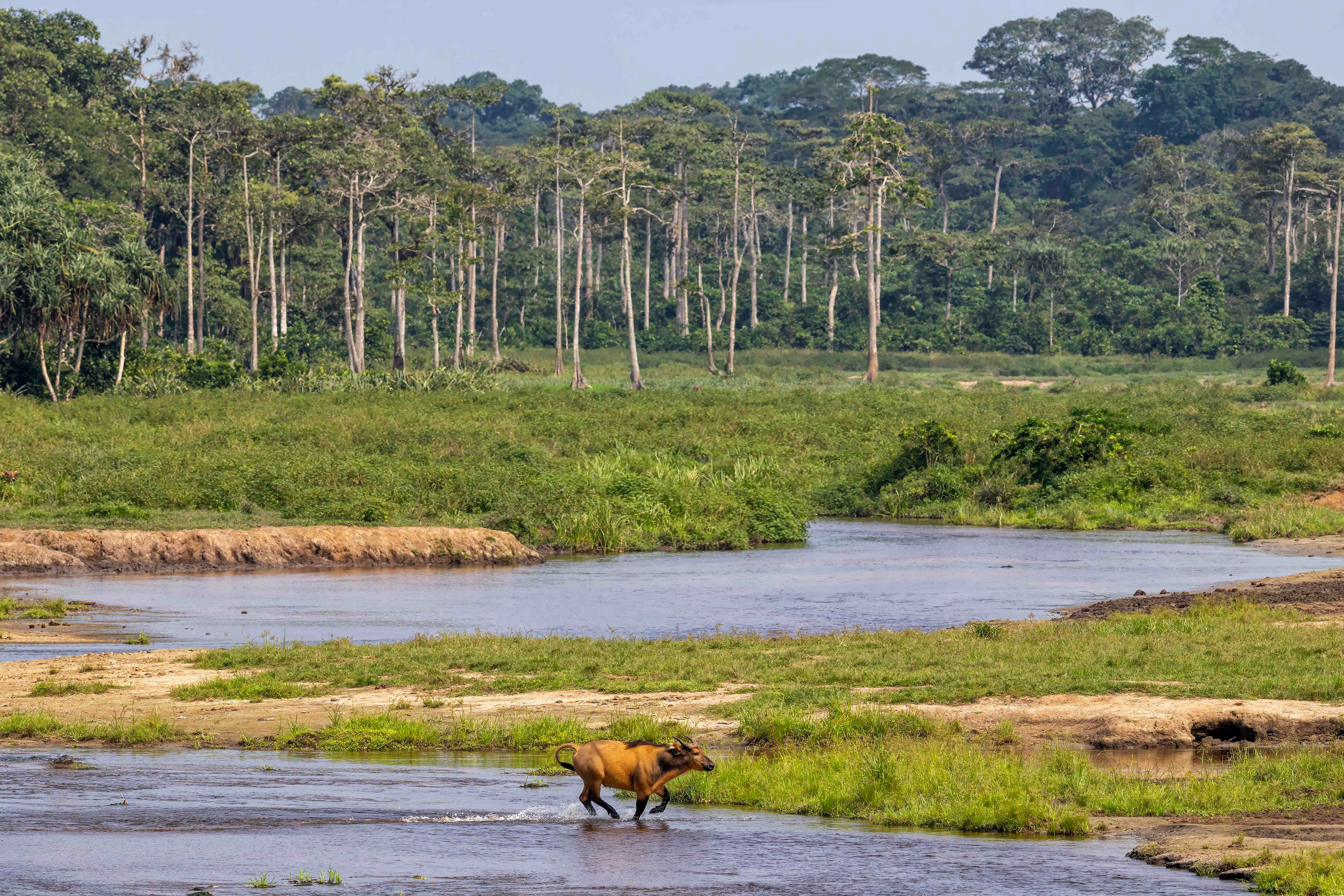 Forest Buffalo in Capitale Bai - Odzala, Republic of Congo