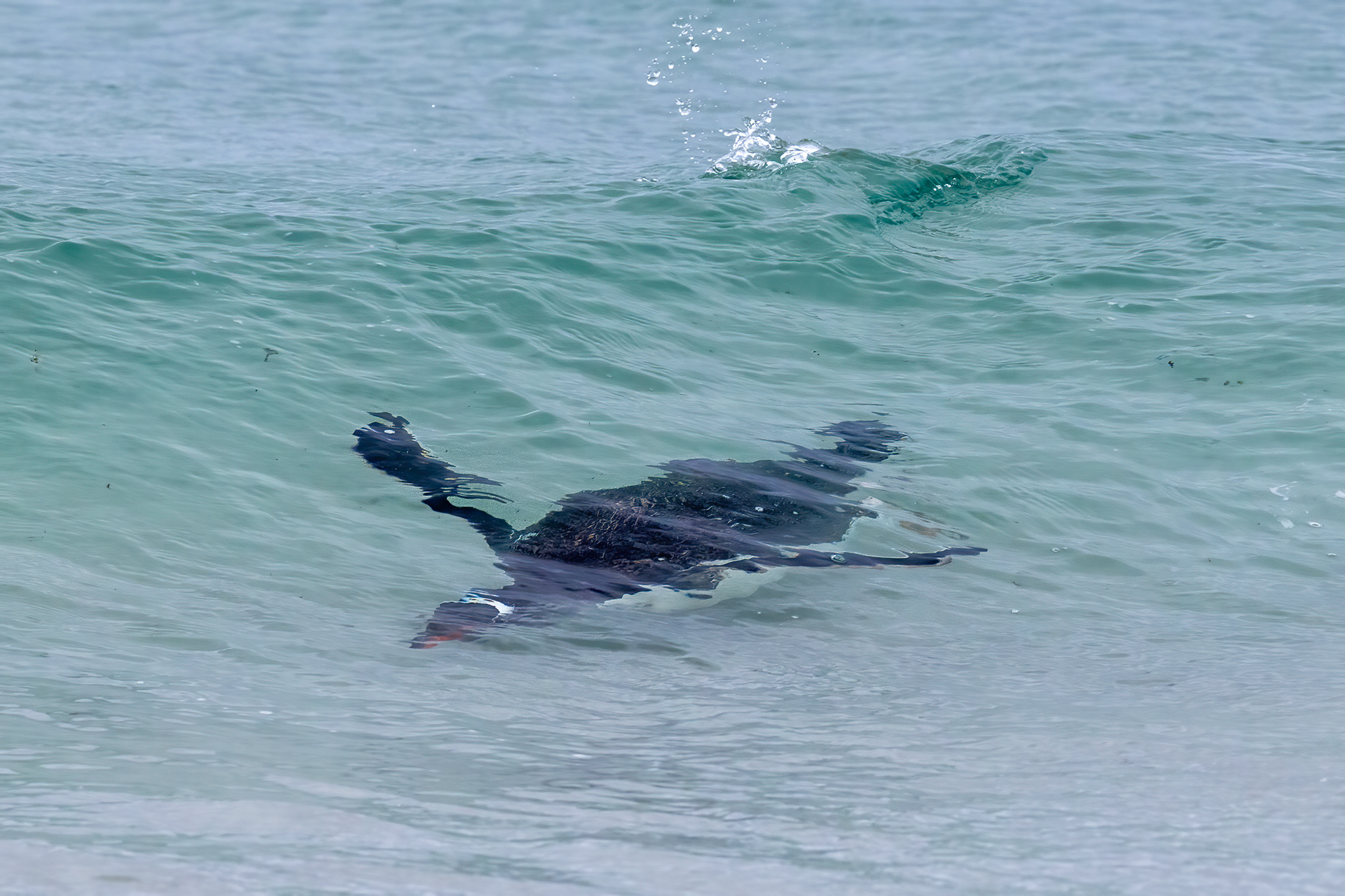 Gentoo Penguin playing in the waves - Falklands - RM