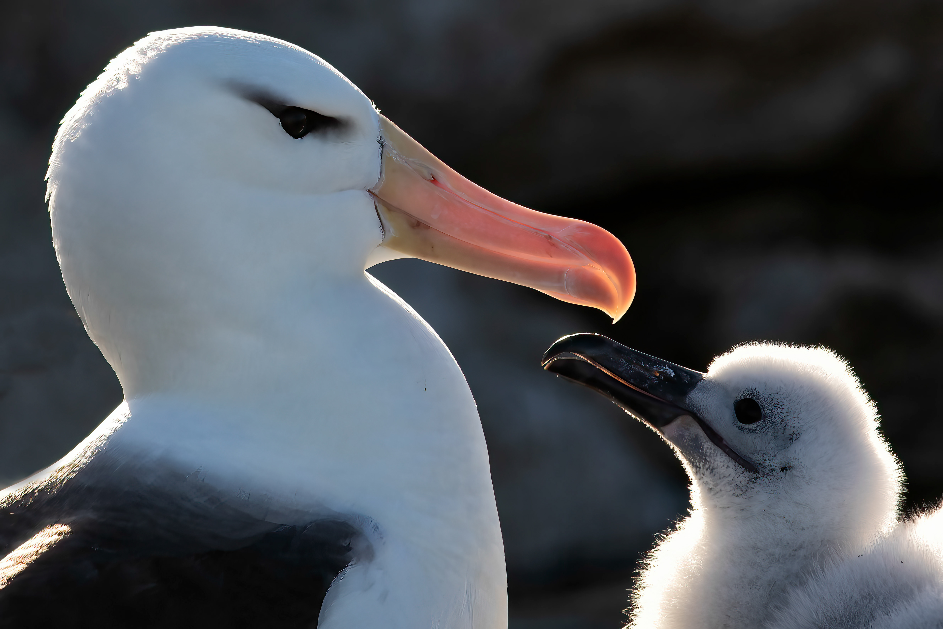 Black-browed Albatross and chick - Falklands - RM