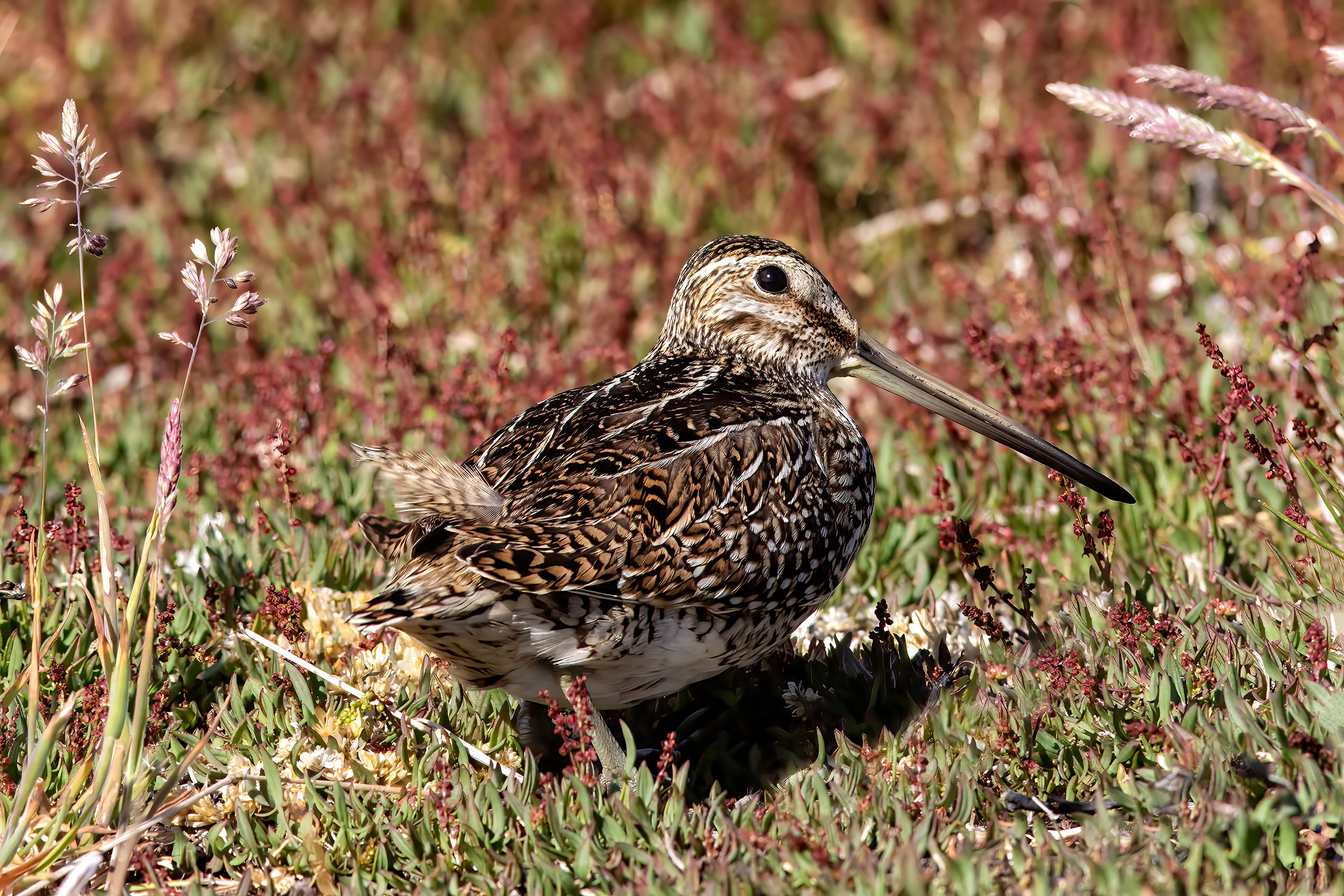 Megallanic Snipe - Falkland - RMs