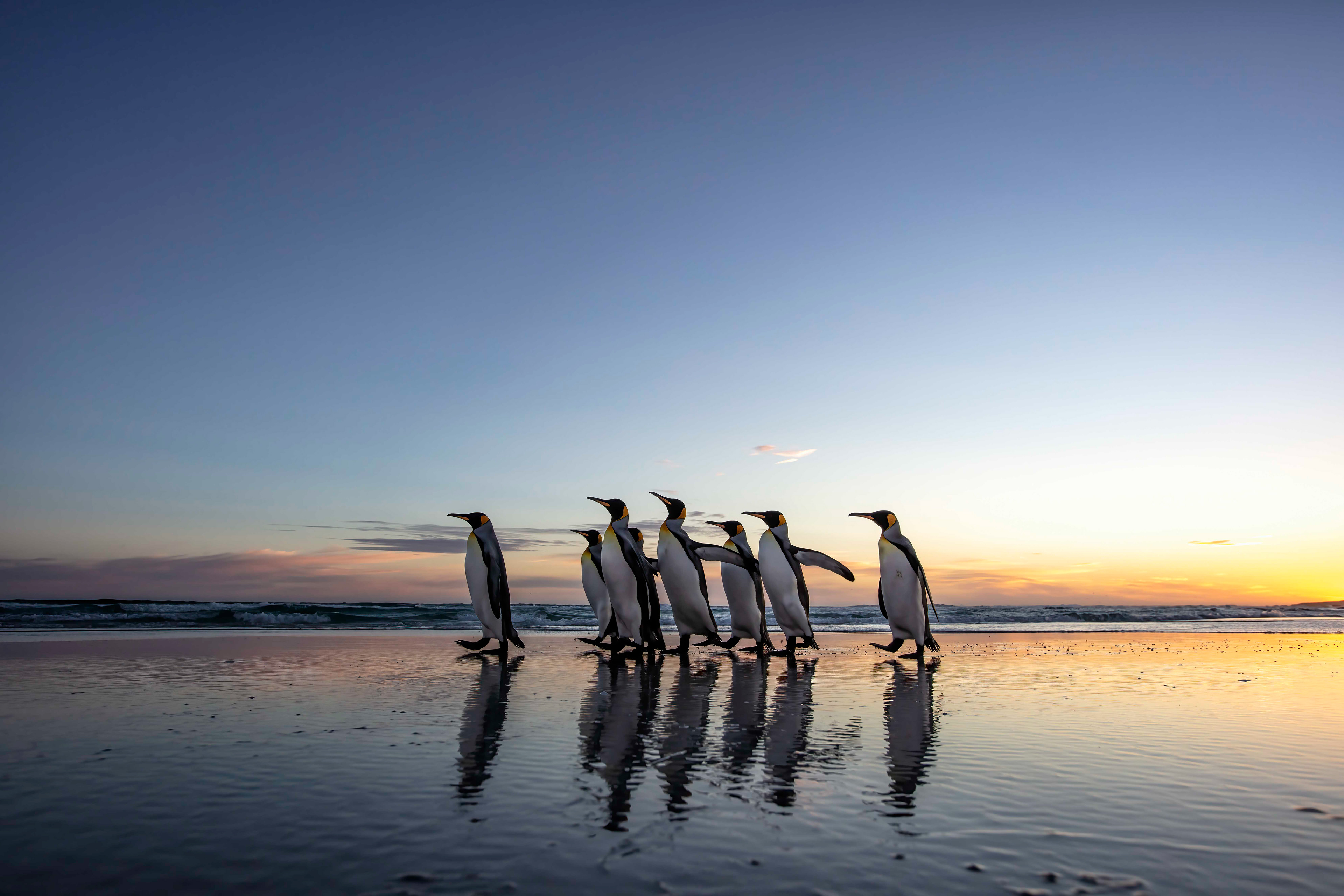 King Penguins at sunrise - Falklands