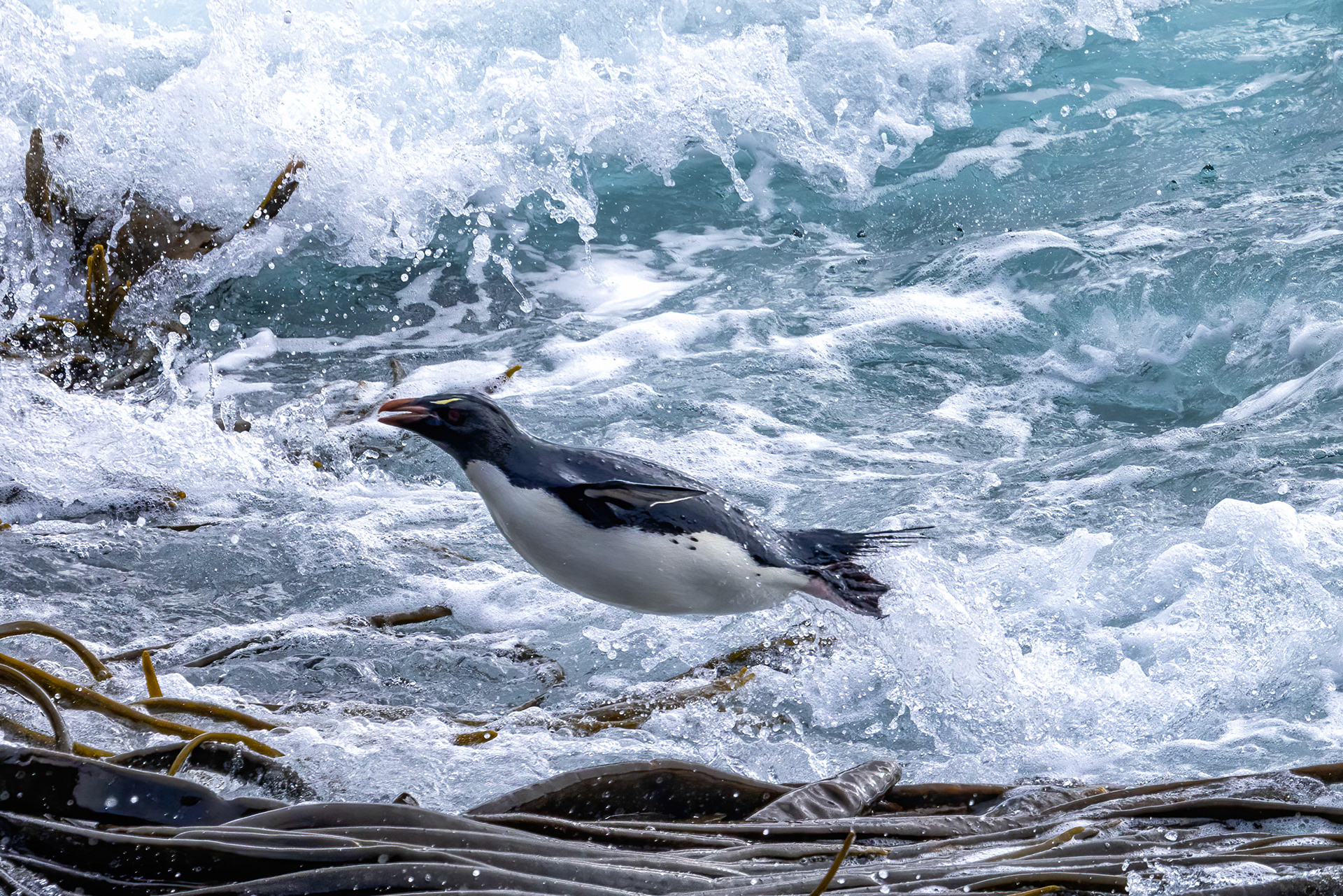 Southern Rockhopper launching itself out of the surf onto the kelp - Falklands