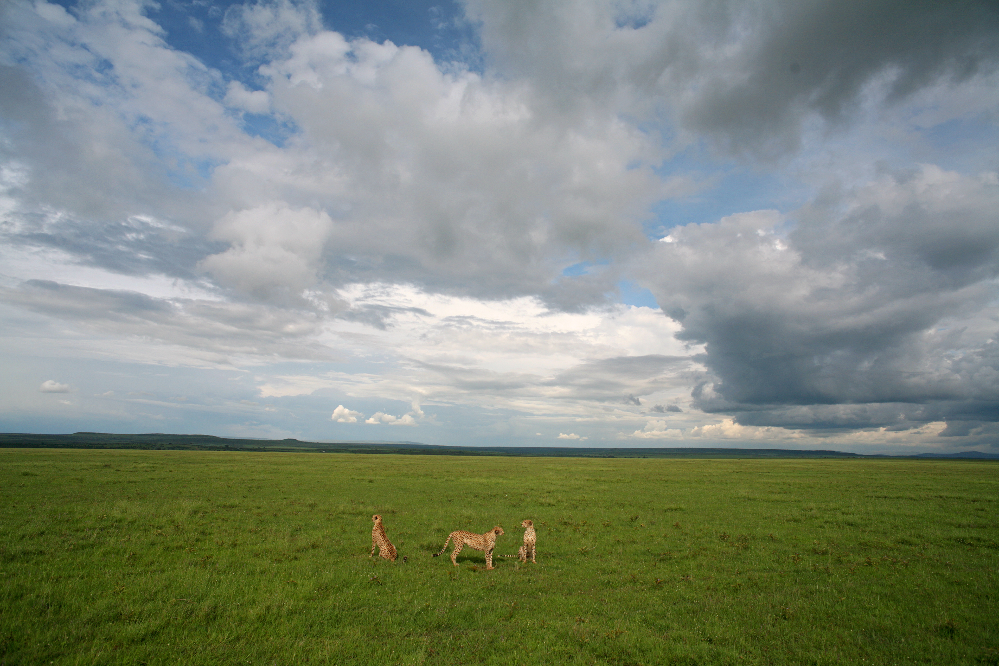 Male Cheetah coalition during El Nino rains - Masai Mara