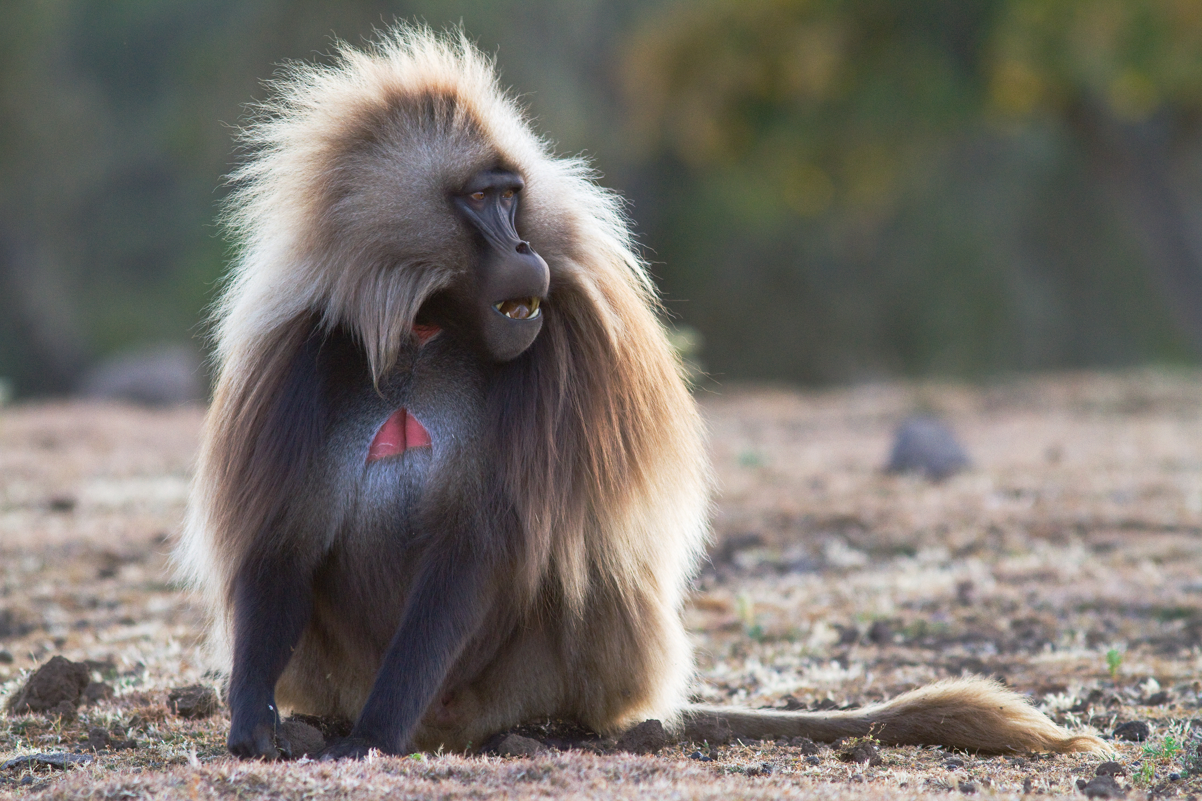 Gelada baboon - Simien Mountains, Ethiopia