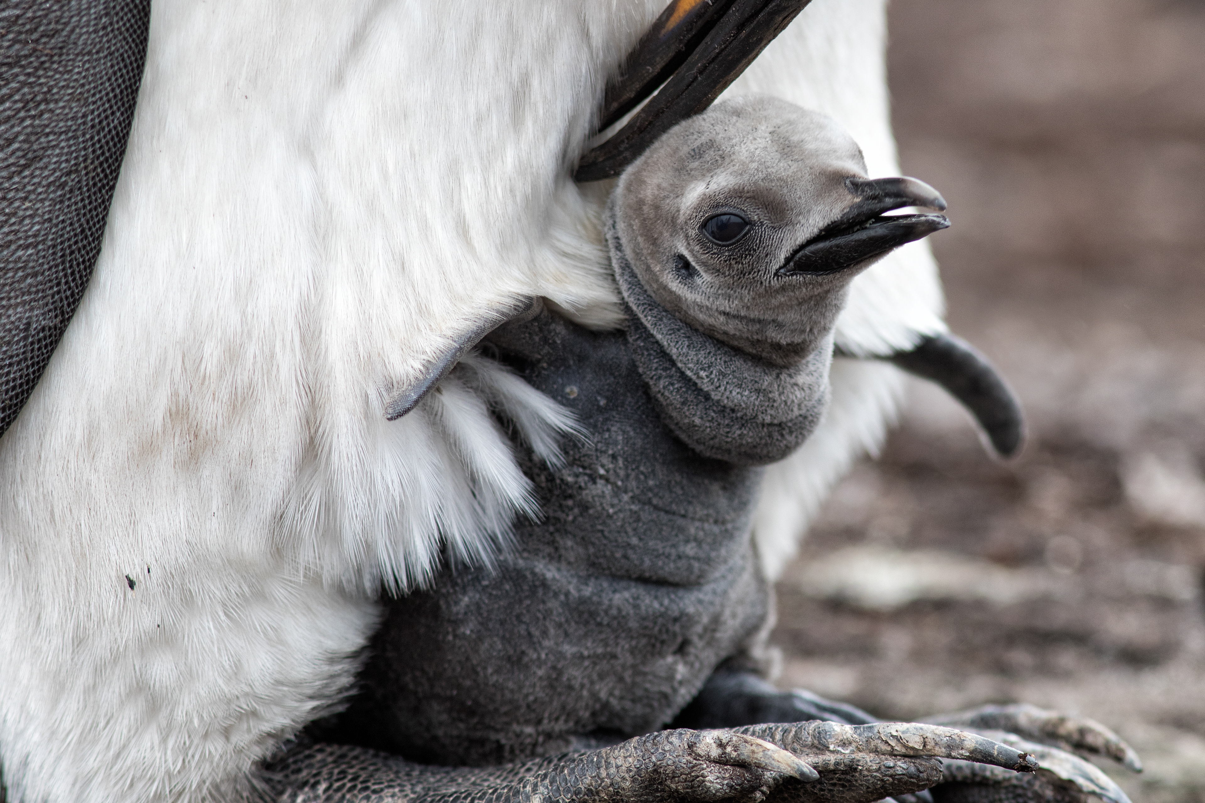 Very young King Penguin chick emerging from its parent's protective pouch - Falklands - RM