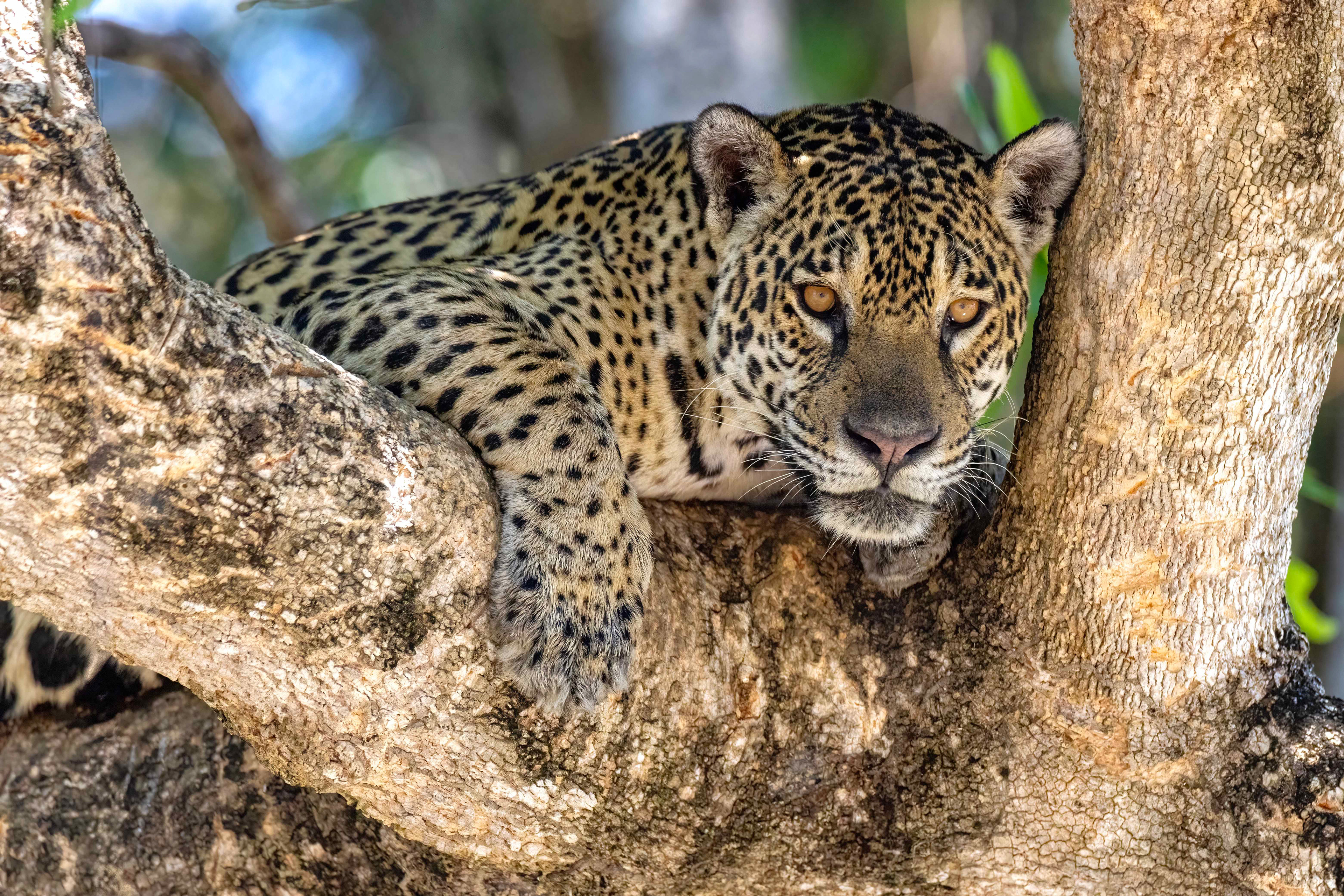 Female Jaguar