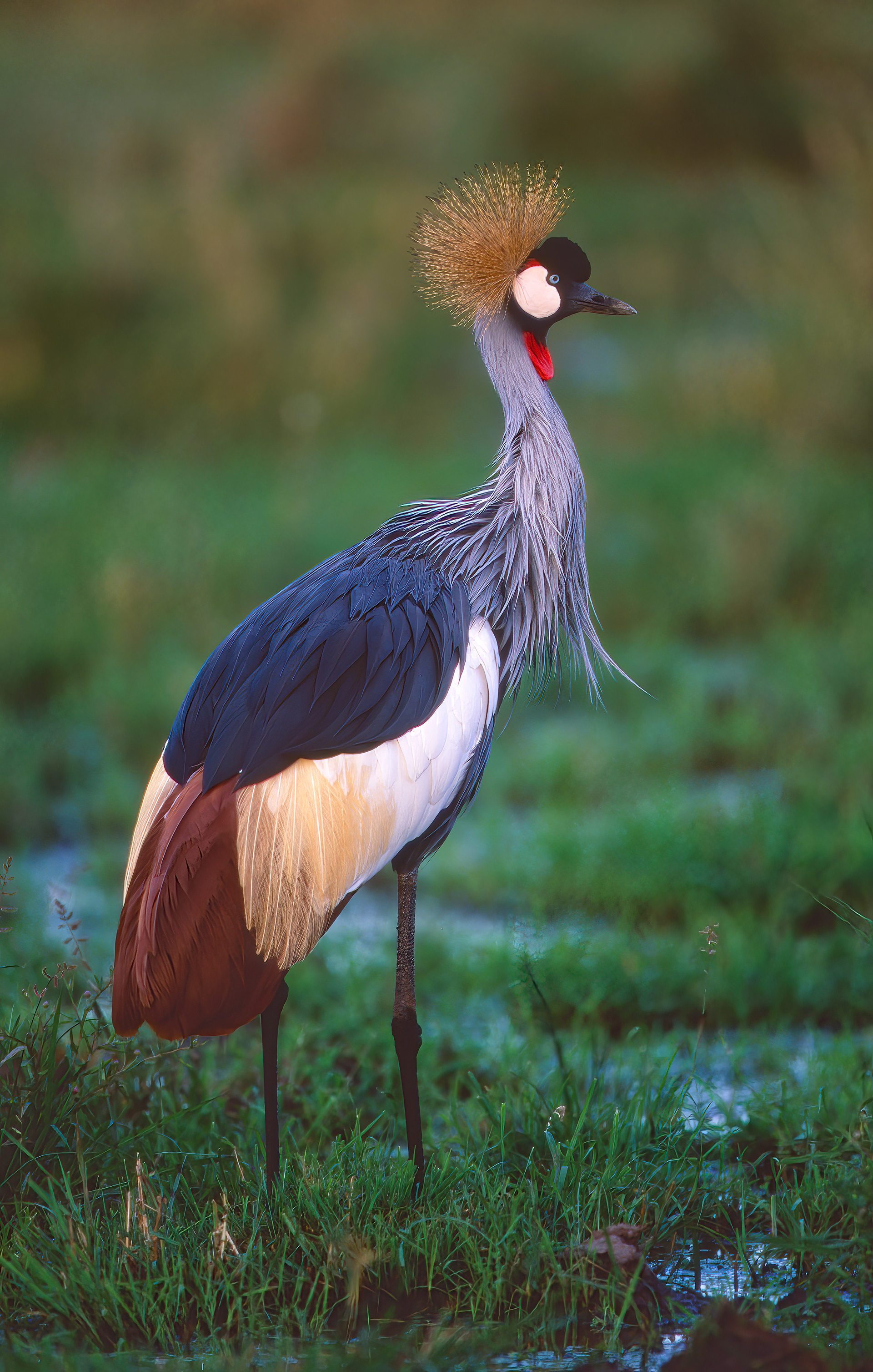 Crowned Crane - Uganda