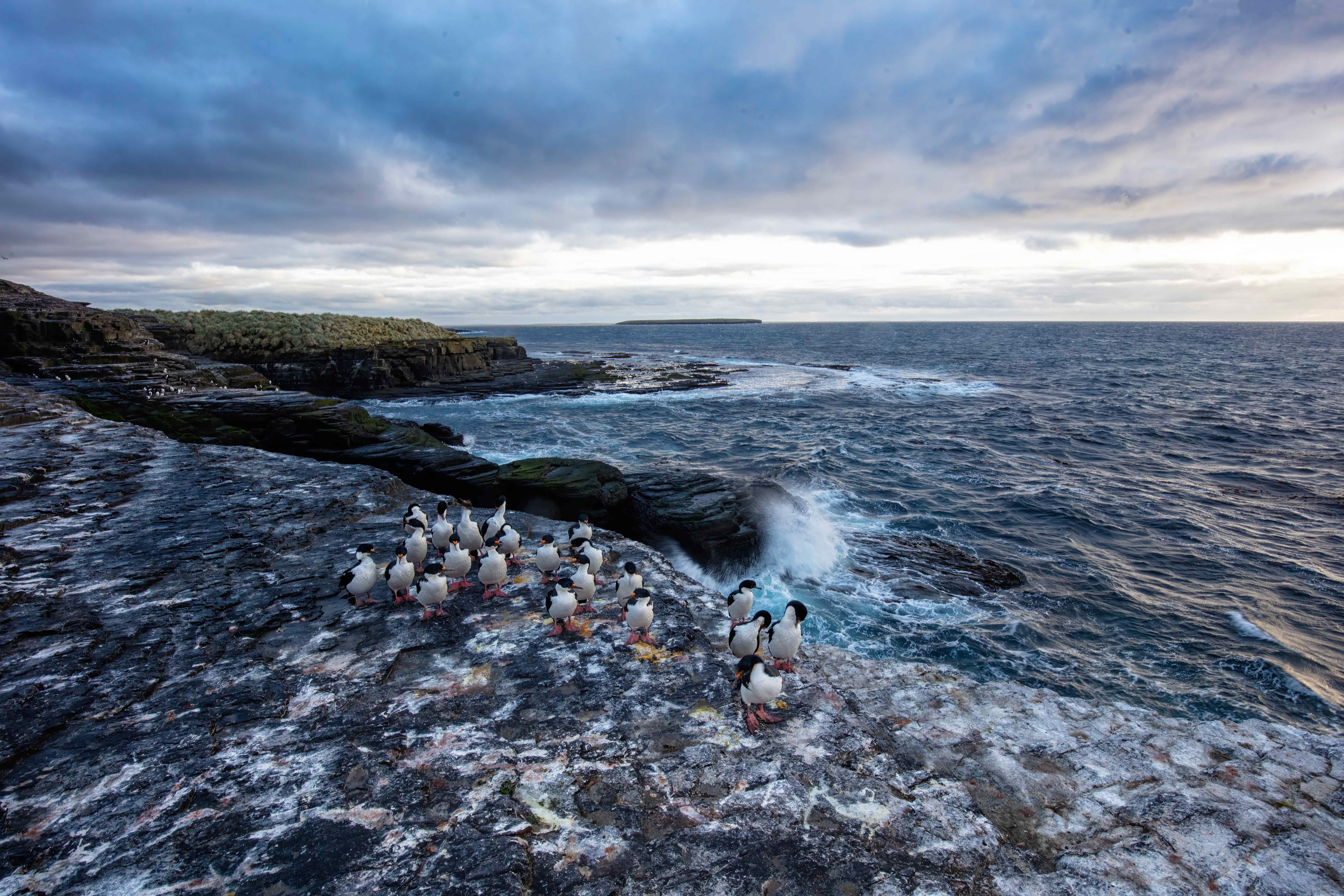 King Cormorants resting on a cliff at sunrise on Bleaker island - Falklands