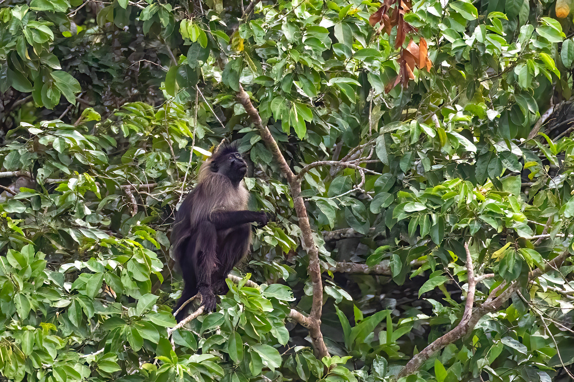 Grey-cheeked Mangabey - Odzala, Republic of Congo
