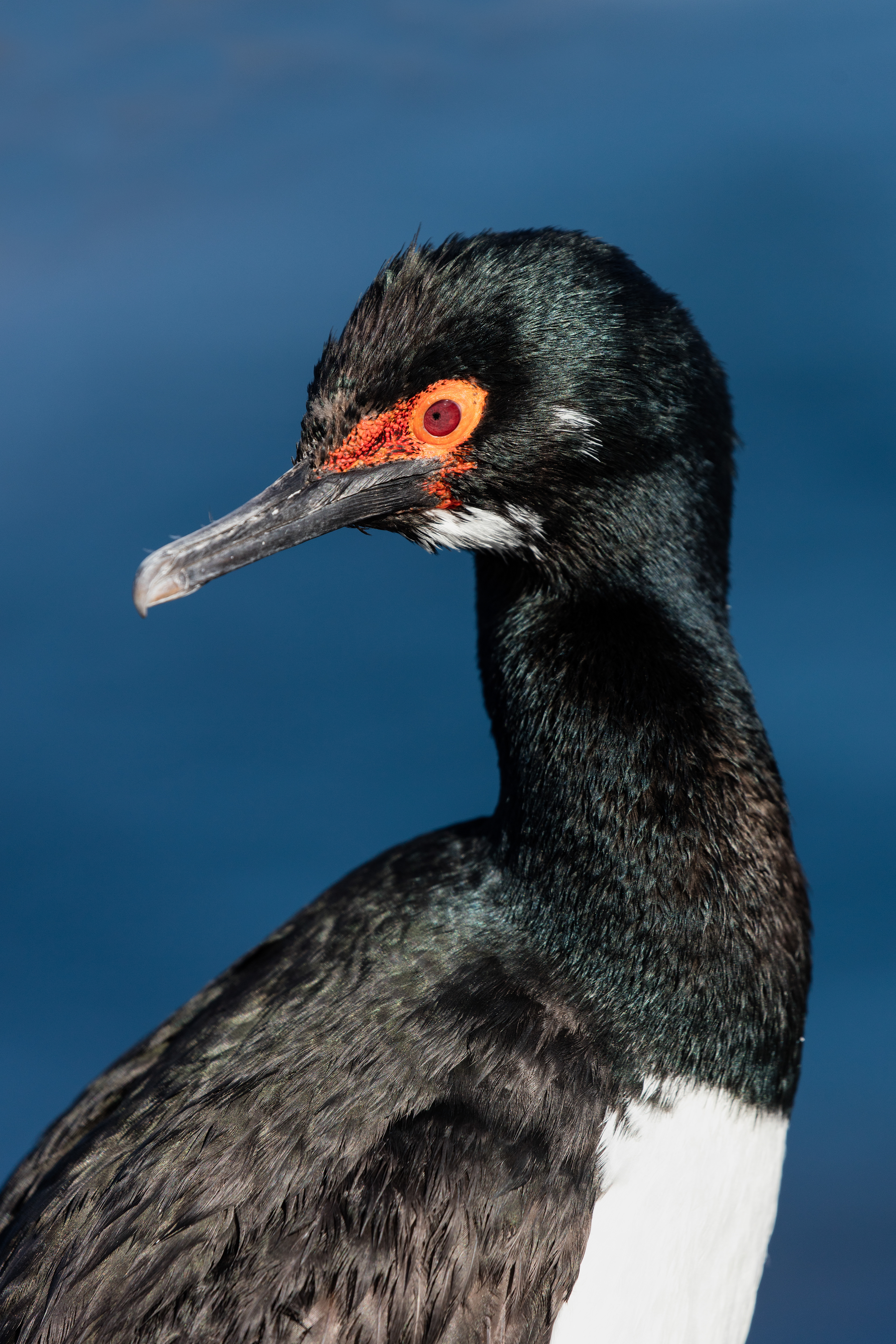 Rock Cormorant - Falklands