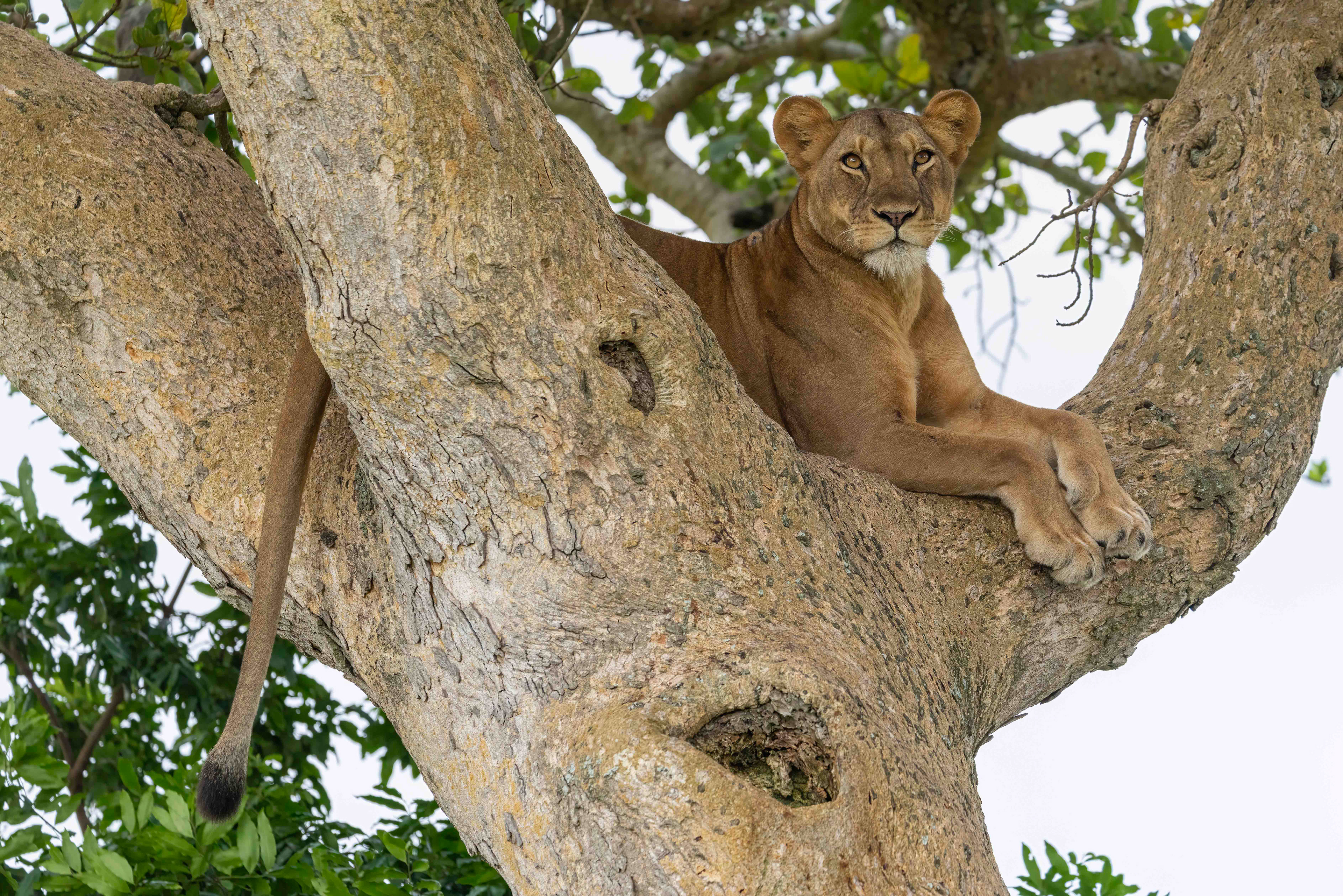 Lioness - Ishasha, Uganda