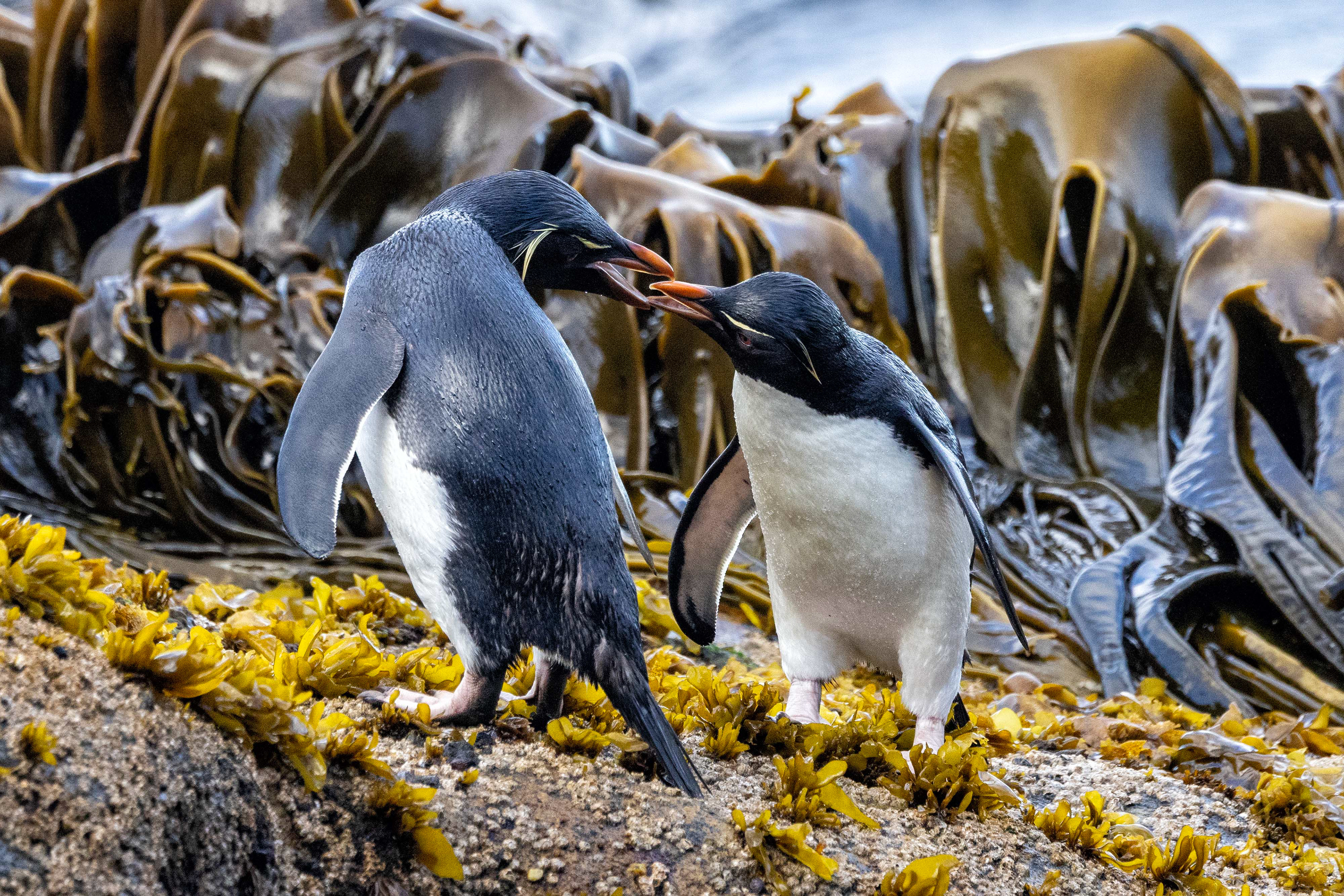 Southern Rockhoppers having a discussion - Falklands - RM