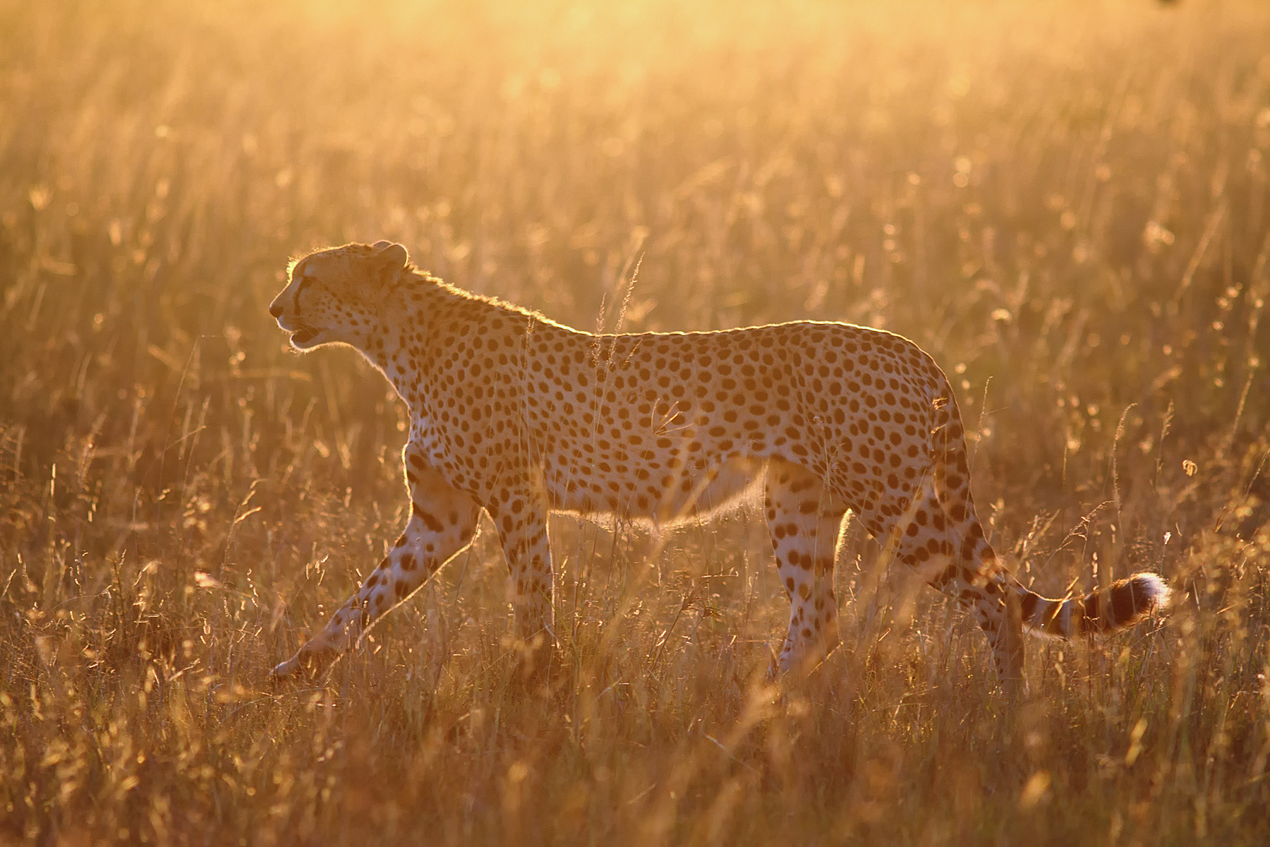 Female Cheetah at sunset - Masai Mara