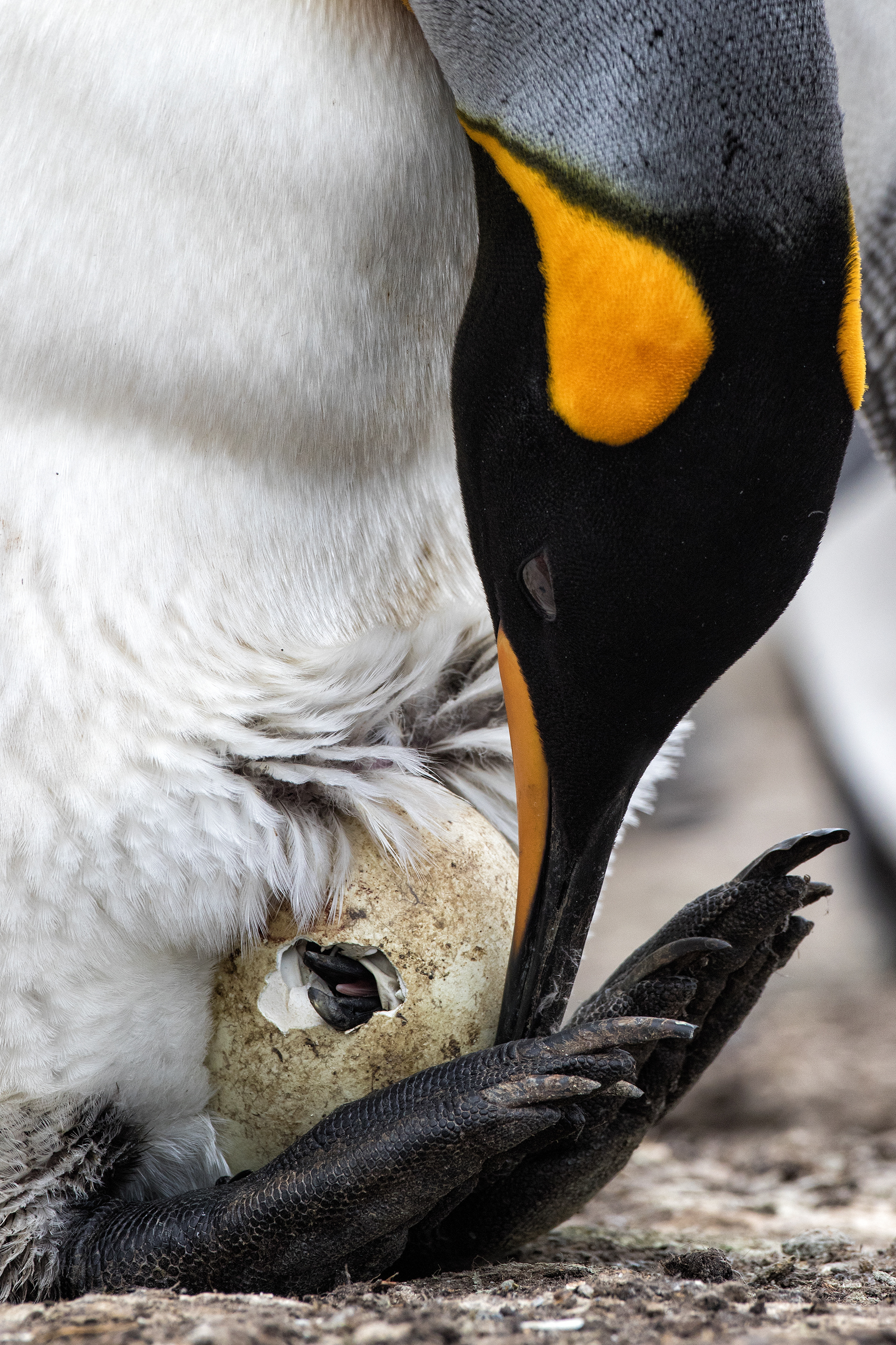 King Penguin egg starting to hatch - Falklands