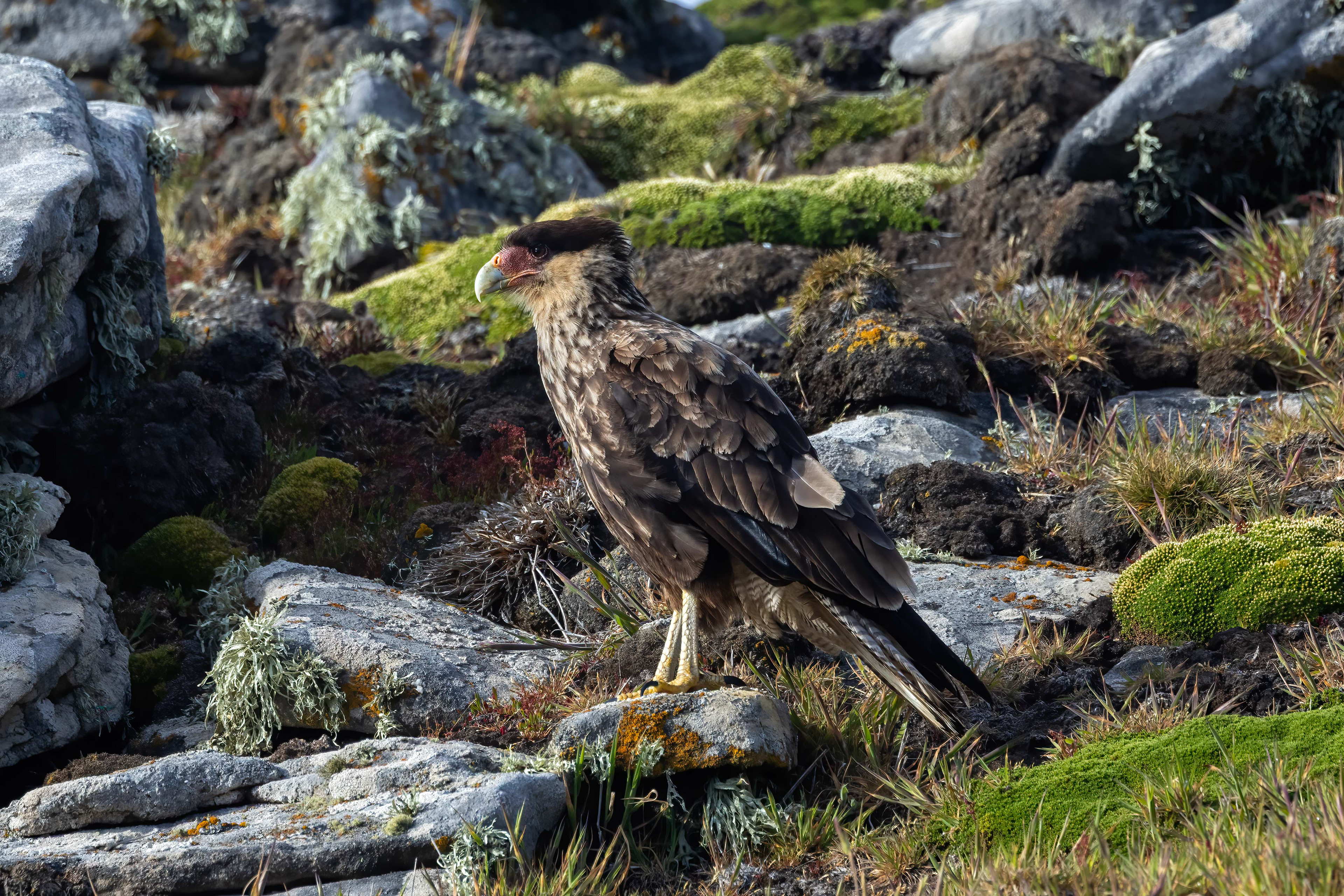 Crested Caracara - Falklands - RM