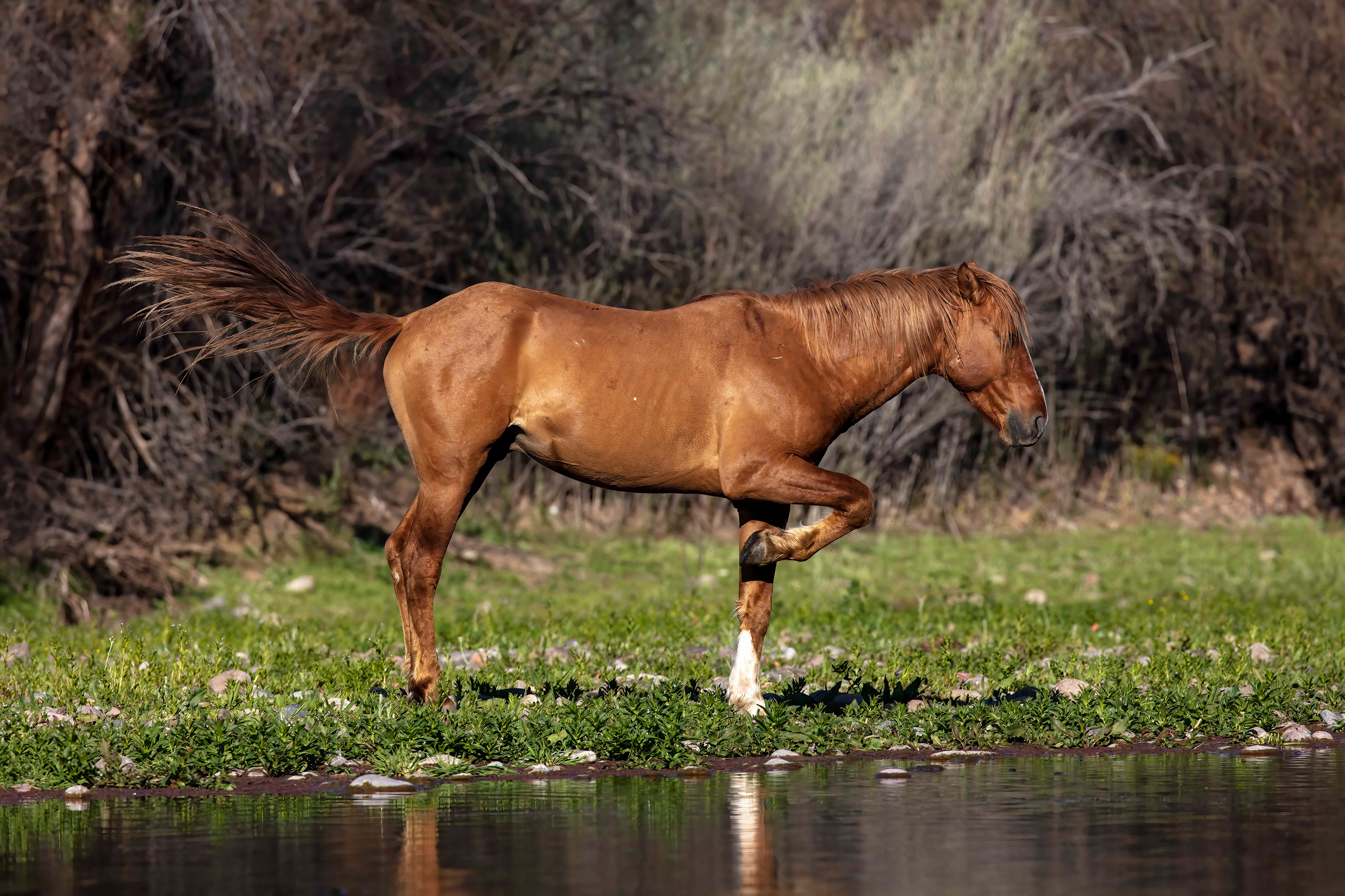 Wild Horse posturing