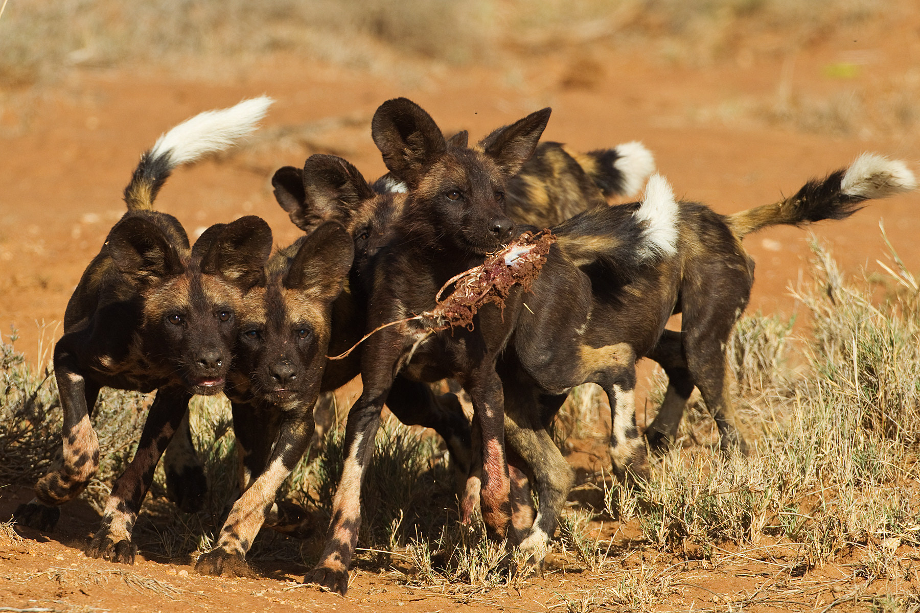 African Wild Dog pups playing - Kenya