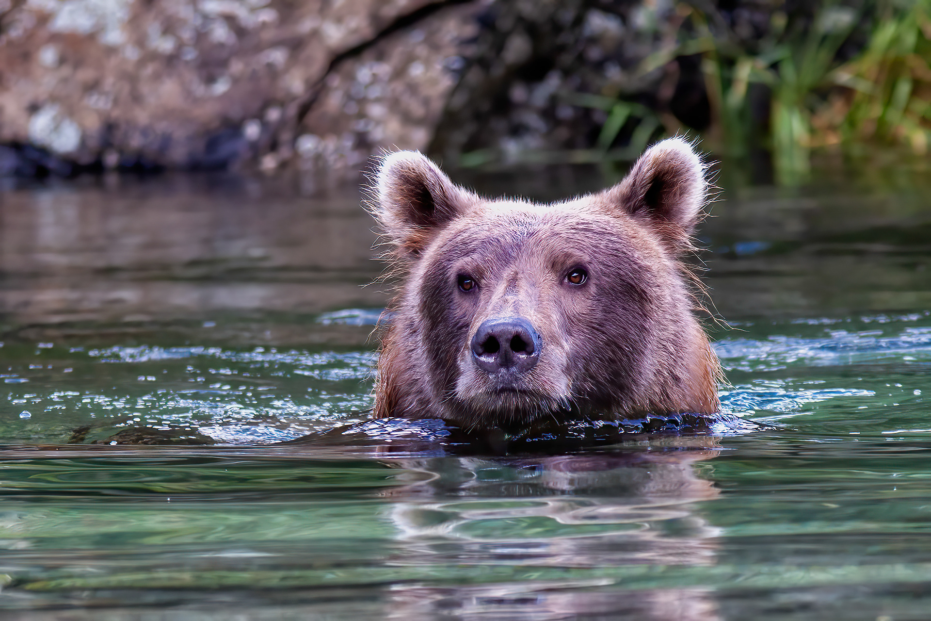 Grizzly Bear swimming in a deep coastal stream - Katmai Alaska - RM